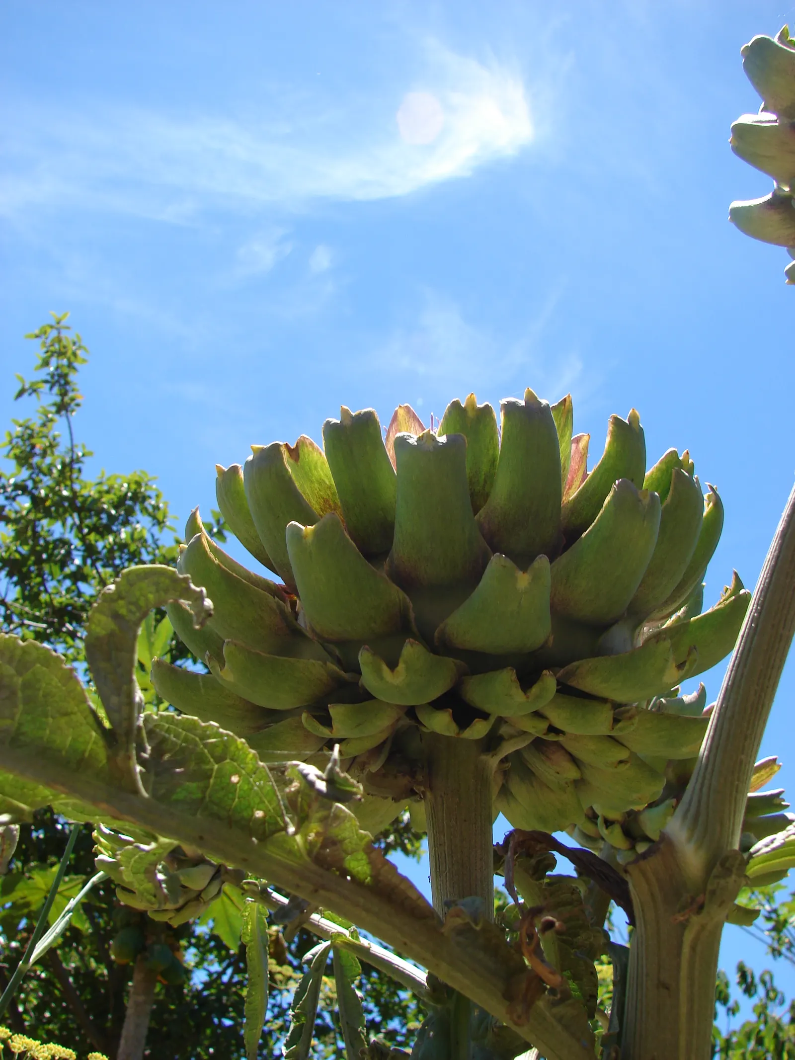 Artichoke (Cynara Scolymus) — To maintain a tidy appearance and promote the best yield; they reveal a striking thistle-like flower, image 84