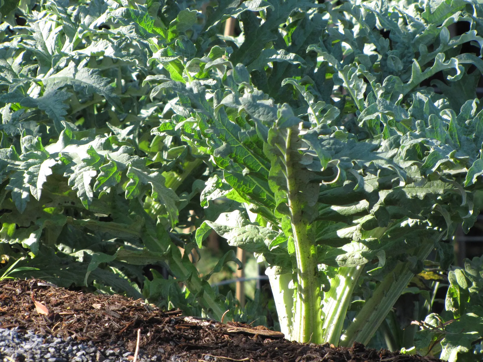 Artichoke (Cynara Scolymus) — Artichoke (Cynara scolymus) thrives in USDA zones 7-11; flourishing in full sun with well-drained soil, it doubles as, image 67