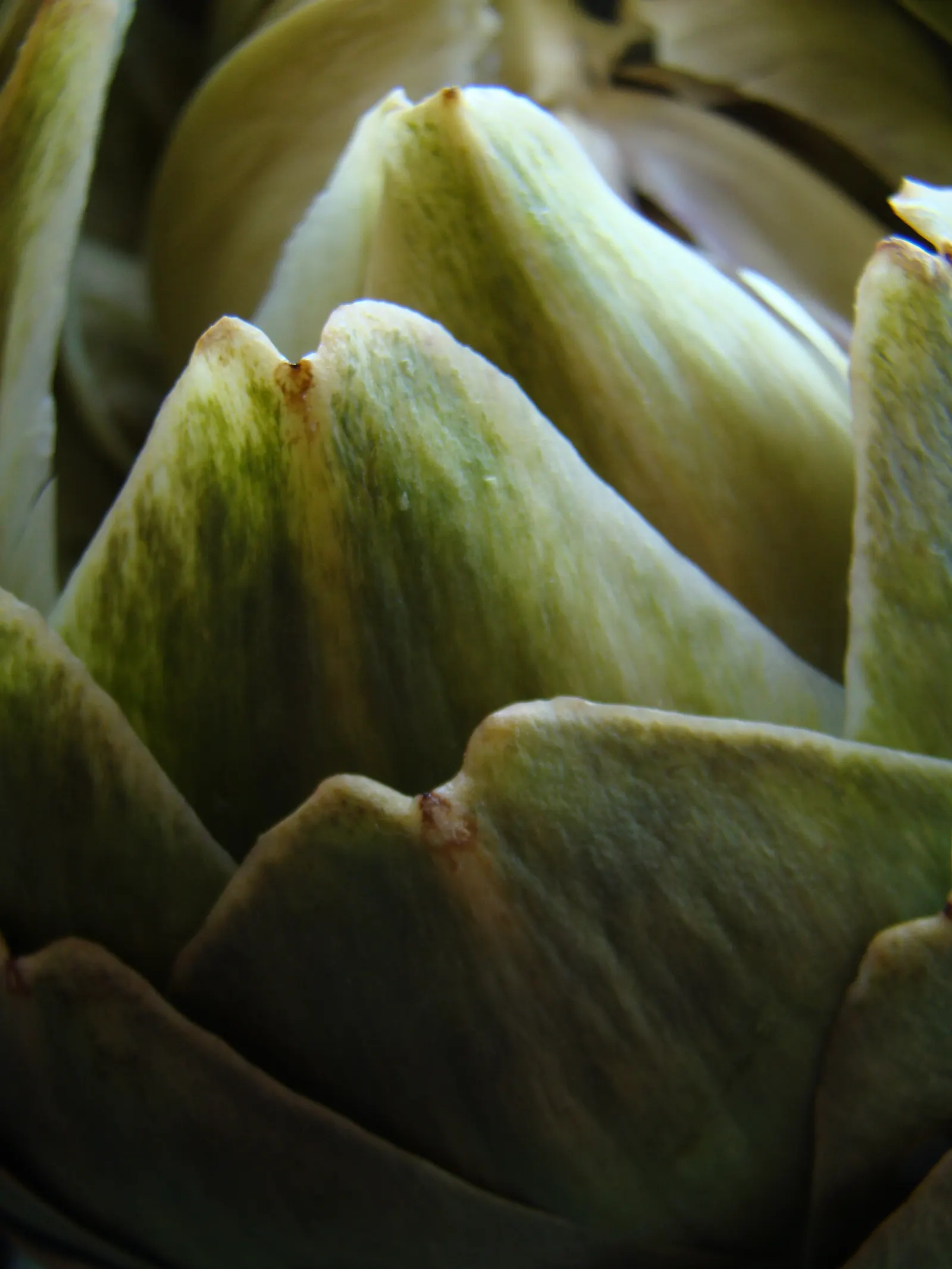 Artichoke (Cynara Scolymus) — providing both delicious harvests and an impressive focal point; scientifically designated as Cynara scolymus