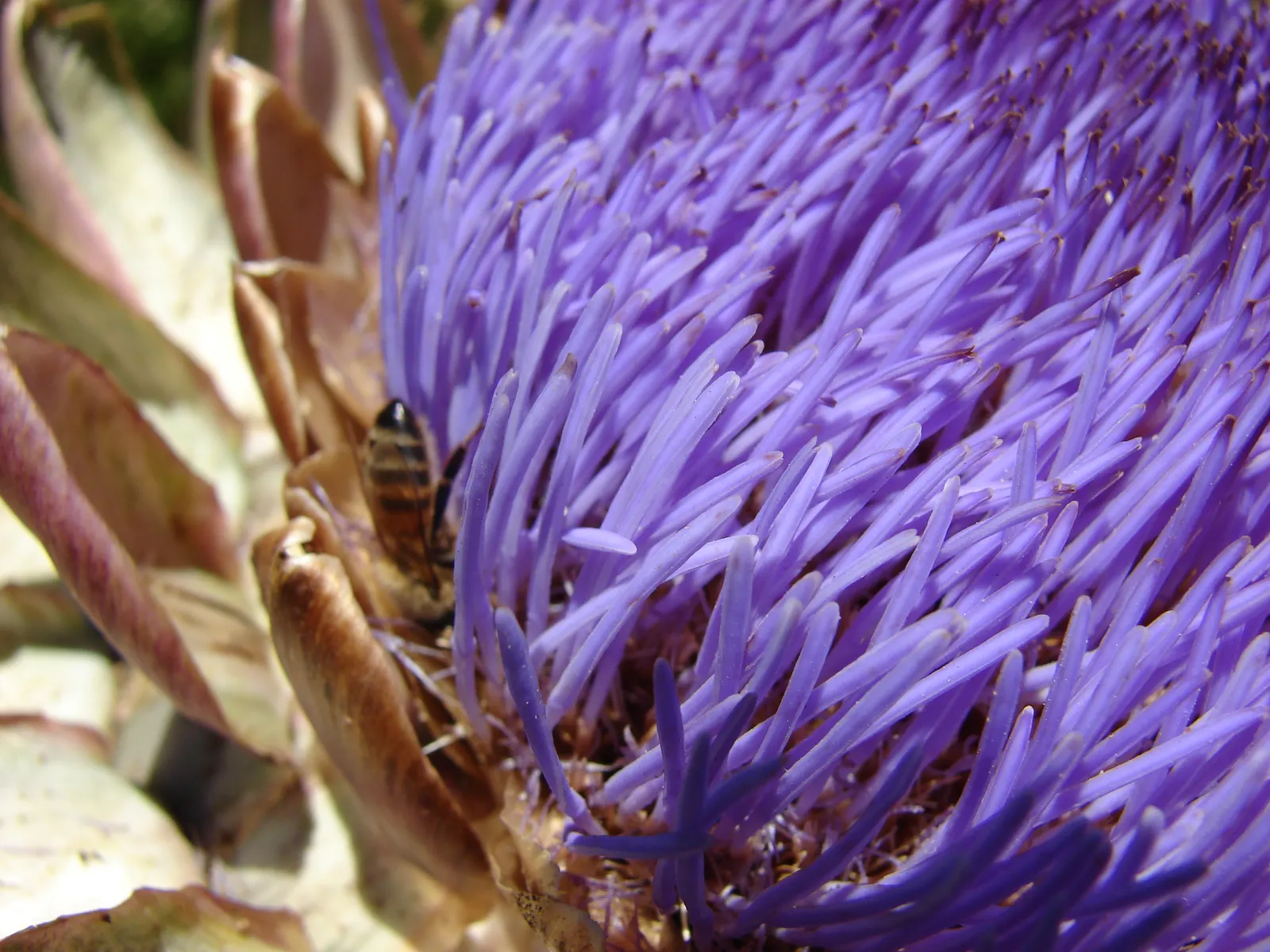 Artichoke (Cynara Scolymus) — To maintain a tidy appearance and promote the best yield; they reveal a striking thistle-like flower