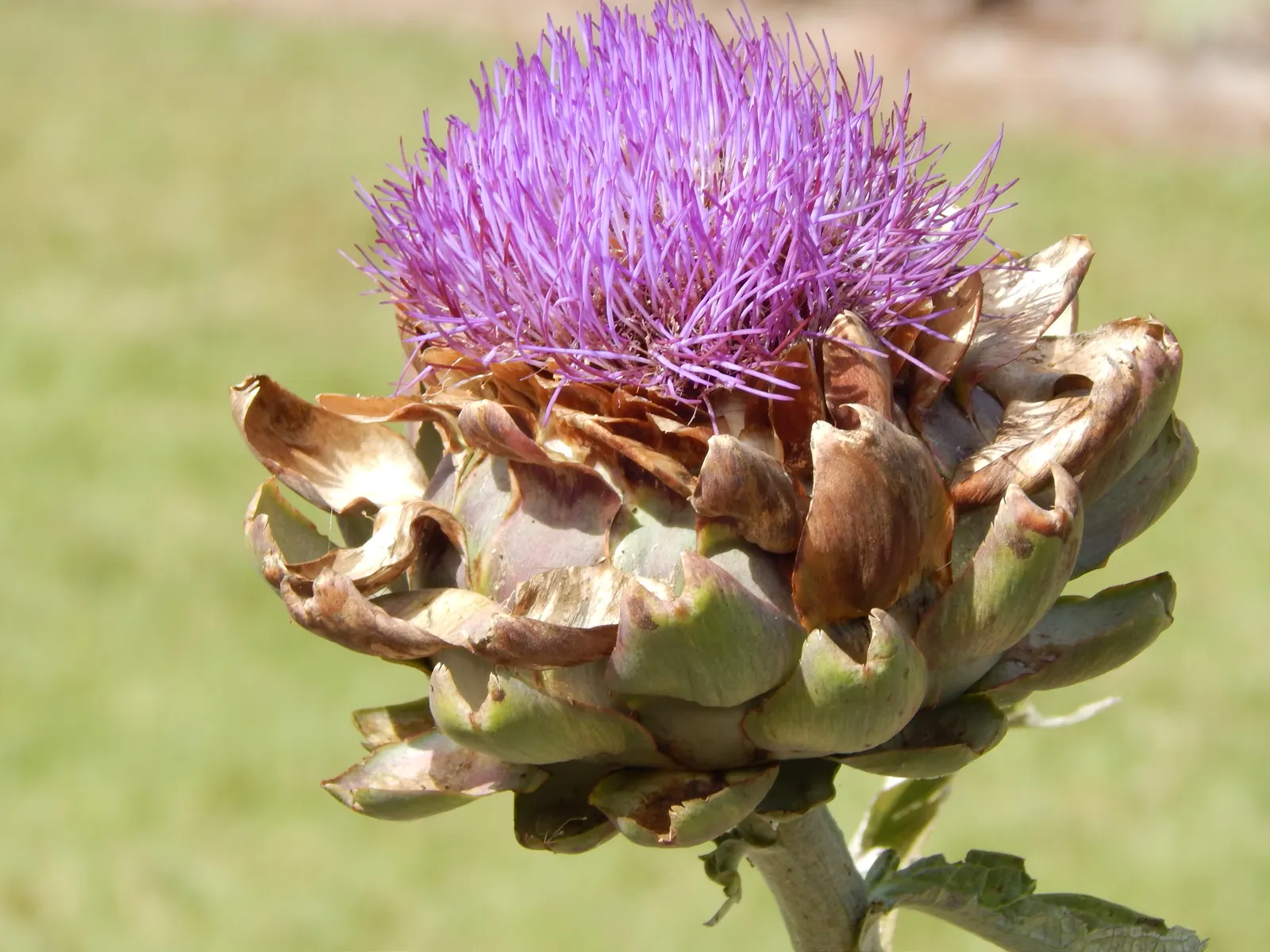 Artichoke (Cynara Scolymus) — Artichoke (Cynara scolymus) thrives in USDA zones 7-11