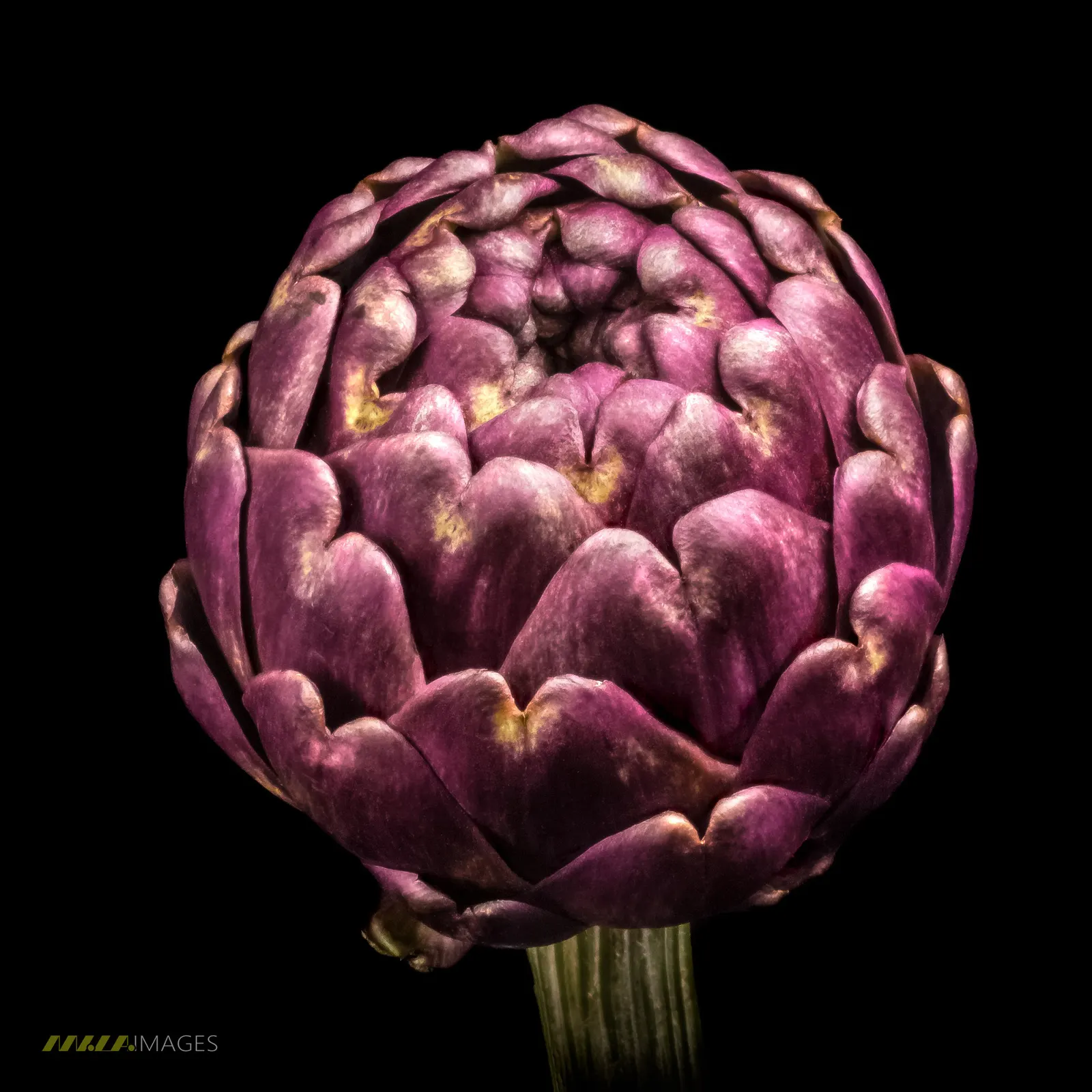Artichoke (Cynara Scolymus) — it is recommended to regularly remove spent blooms and divide every few years to rejuvenate growth; purple flowers in, image 85
