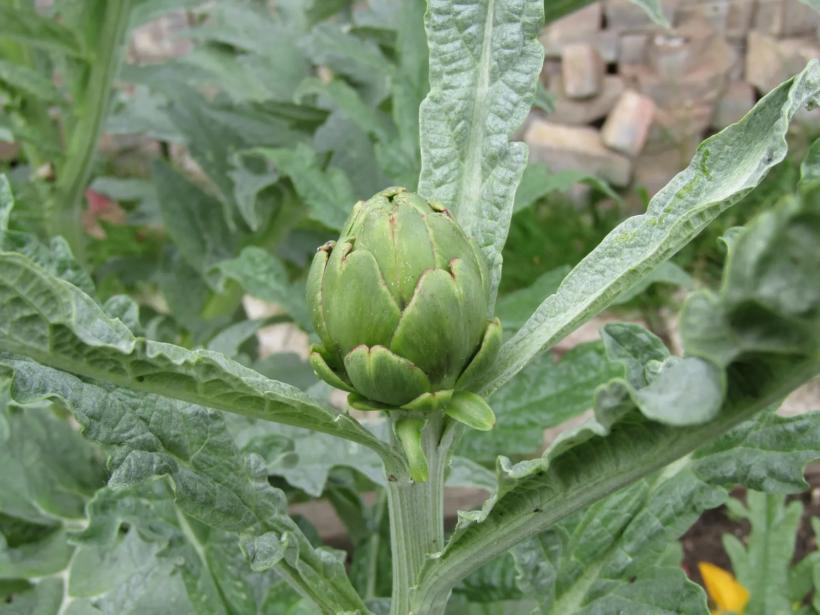Artichoke (Cynara Scolymus) — perennial / vegetable with purple blooms; these buds are large, globular, and can measure up to 6 inches in diameter, image 87