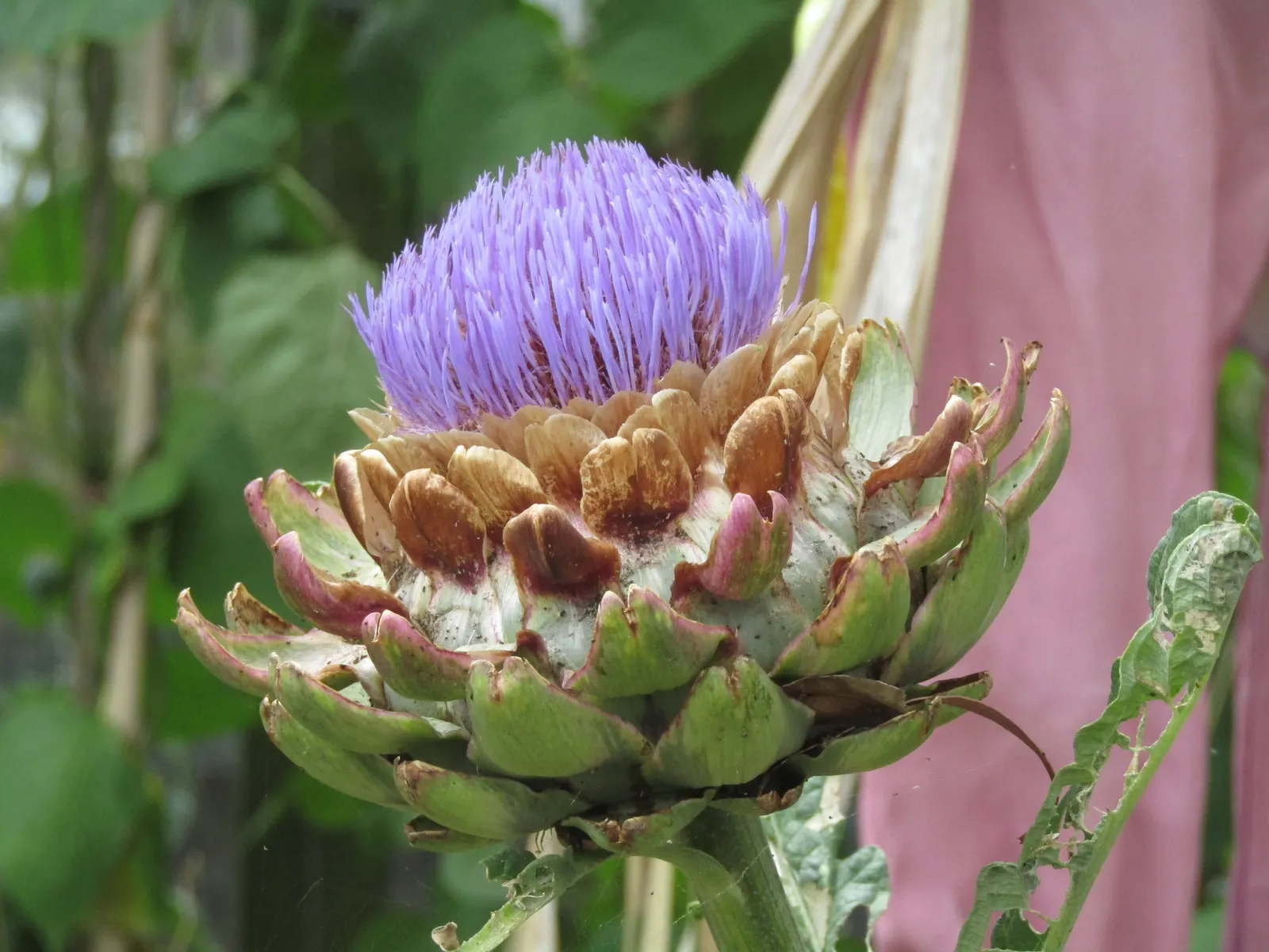 Artichoke (Cynara Scolymus) — perennial / vegetable for full; it is recommended to regularly remove spent blooms and divide every few years to, image 66