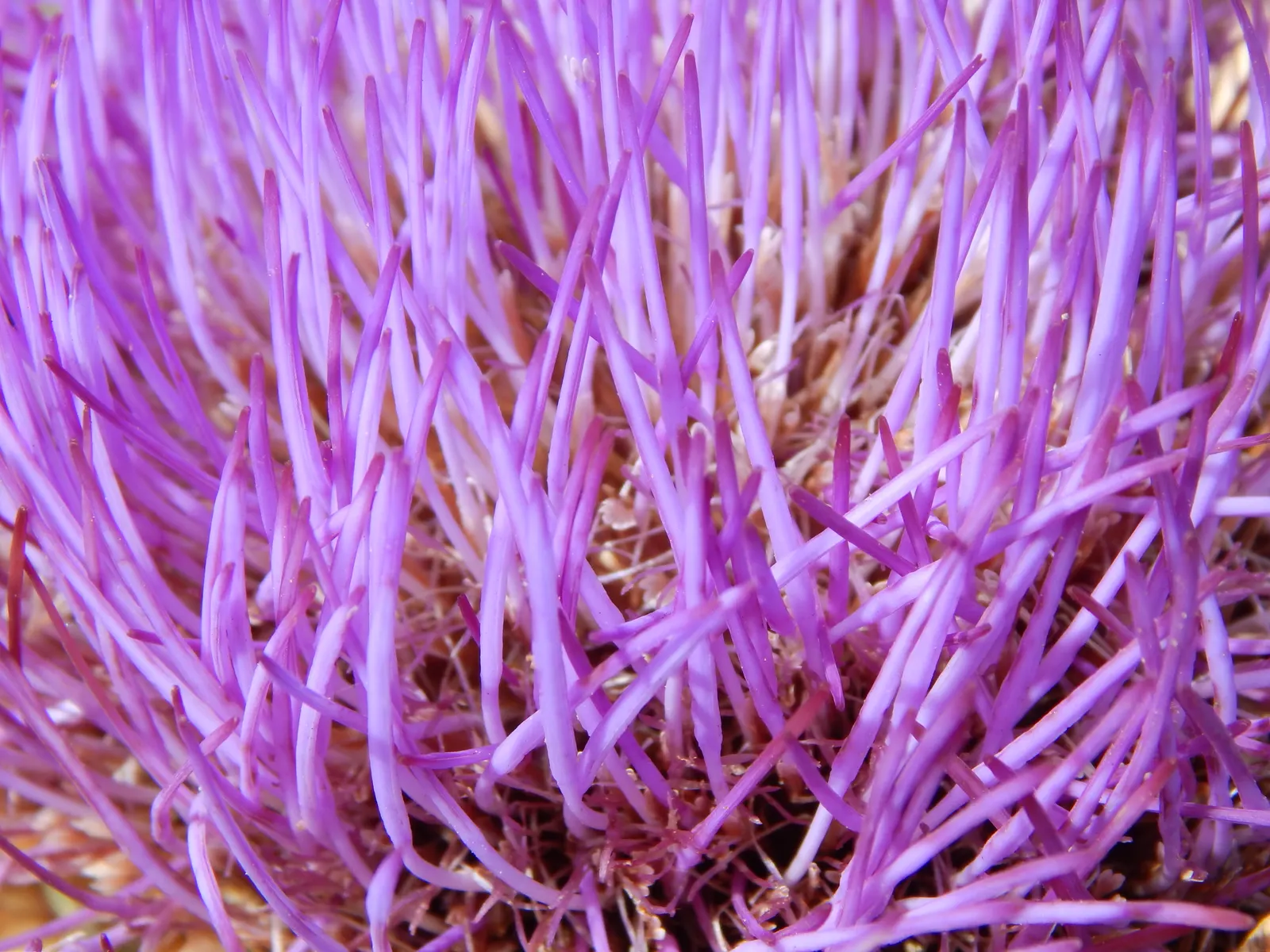 Artichoke (Cynara Scolymus) — Flourishing in full sun with well-drained soil, it doubles as a culinary delight and ornamental specimen; this, image 48