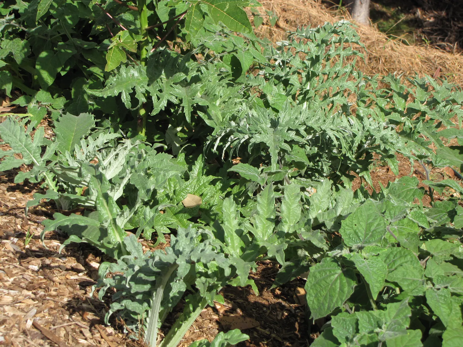 Artichoke (Cynara Scolymus) — To maintain a tidy appearance and promote the best yield; they reveal a striking thistle-like flower, image 62