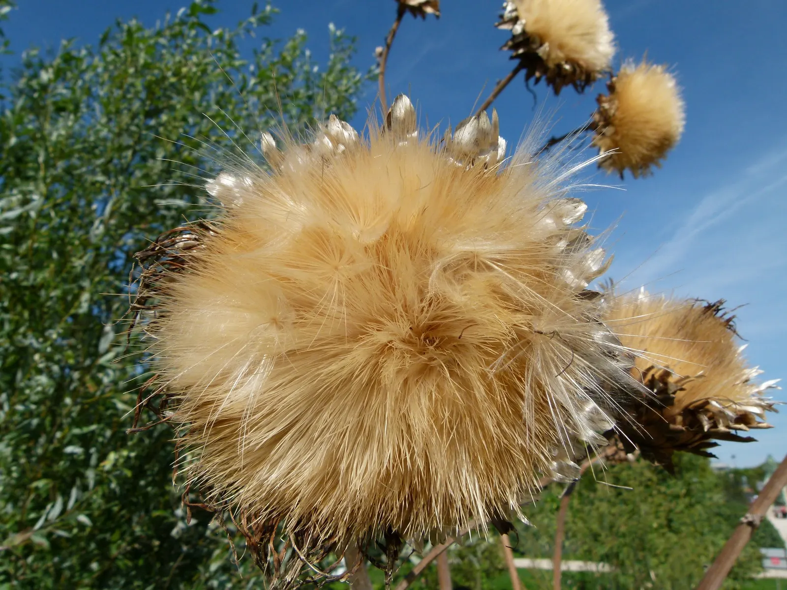 Artichoke (Cynara Scolymus) — it typically reaches a height of 3 to 4 feet with an equal spread