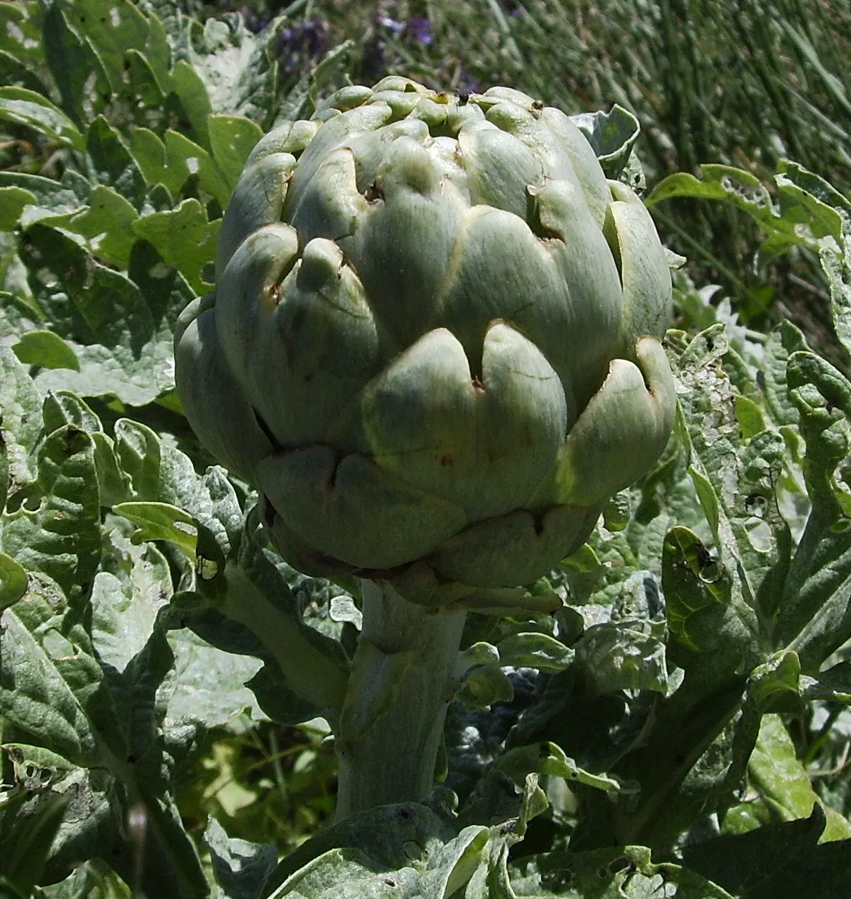 Artichoke (Cynara Scolymus) — providing both delicious harvests and an impressive focal point