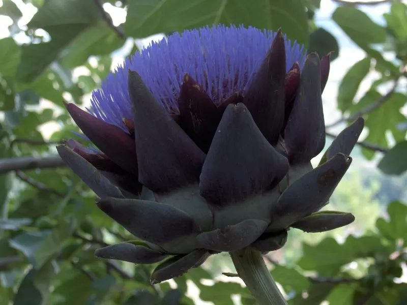 Artichoke (Cynara Scolymus) — purple flowers in the garden
