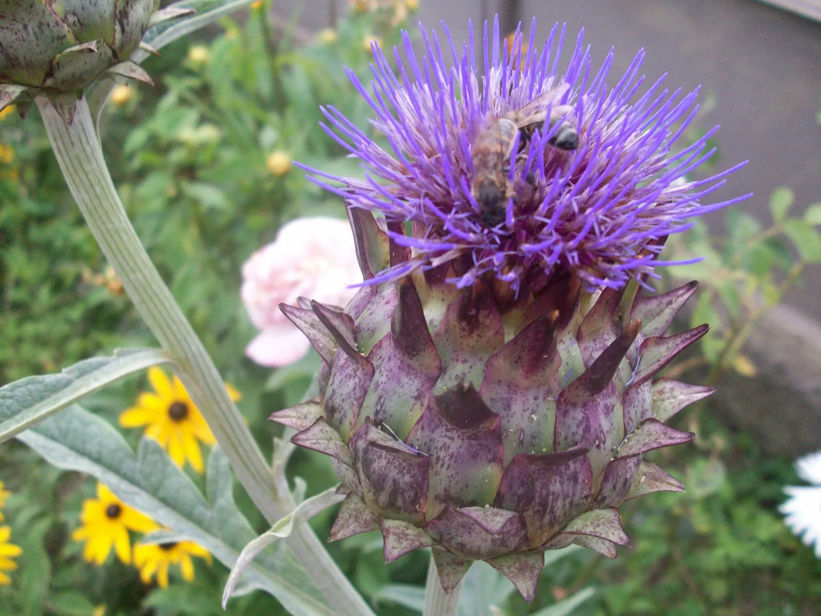 Artichoke (Cynara Scolymus) — The Artichoke's true highlight is its flower buds, from which the edible artichokes are derived; it typically reaches, image 77