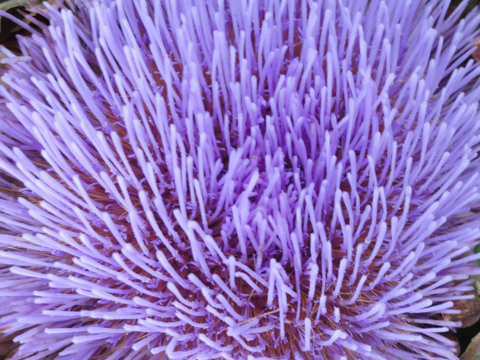 Artichoke (Cynara Scolymus) — is a perennial thistle originating from the Mediterranean; boasting a striking structure of up to 4 feet in height, image 95