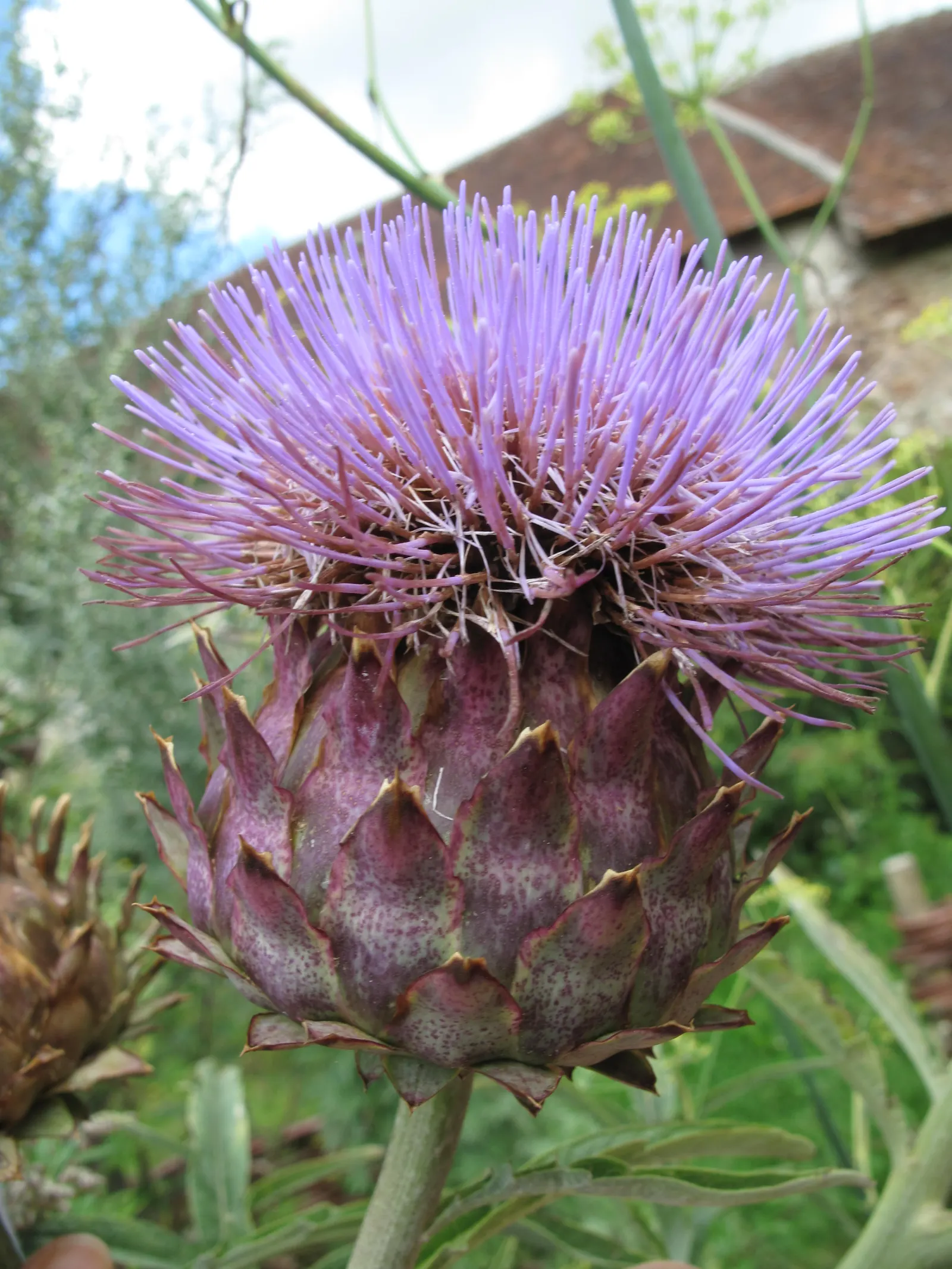 Artichoke (Cynara Scolymus) — This perennial presents bold, silvery-green foliage and grand thistle-like purple flowers; to maintain a tidy, image 91