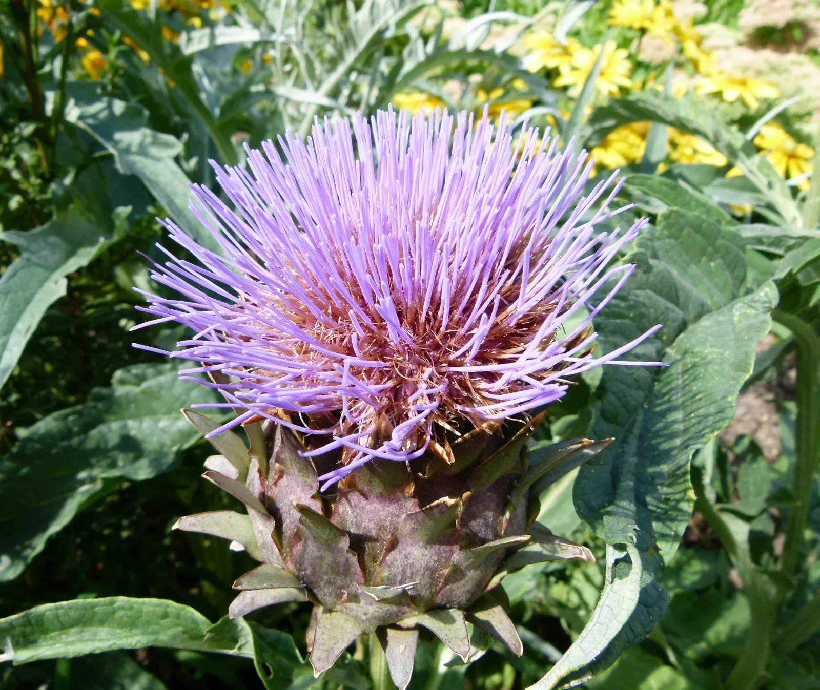 Artichoke (Cynara Scolymus) — is a perennial thistle originating from the Mediterranean; boasting a striking structure of up to 4 feet in height, image 51