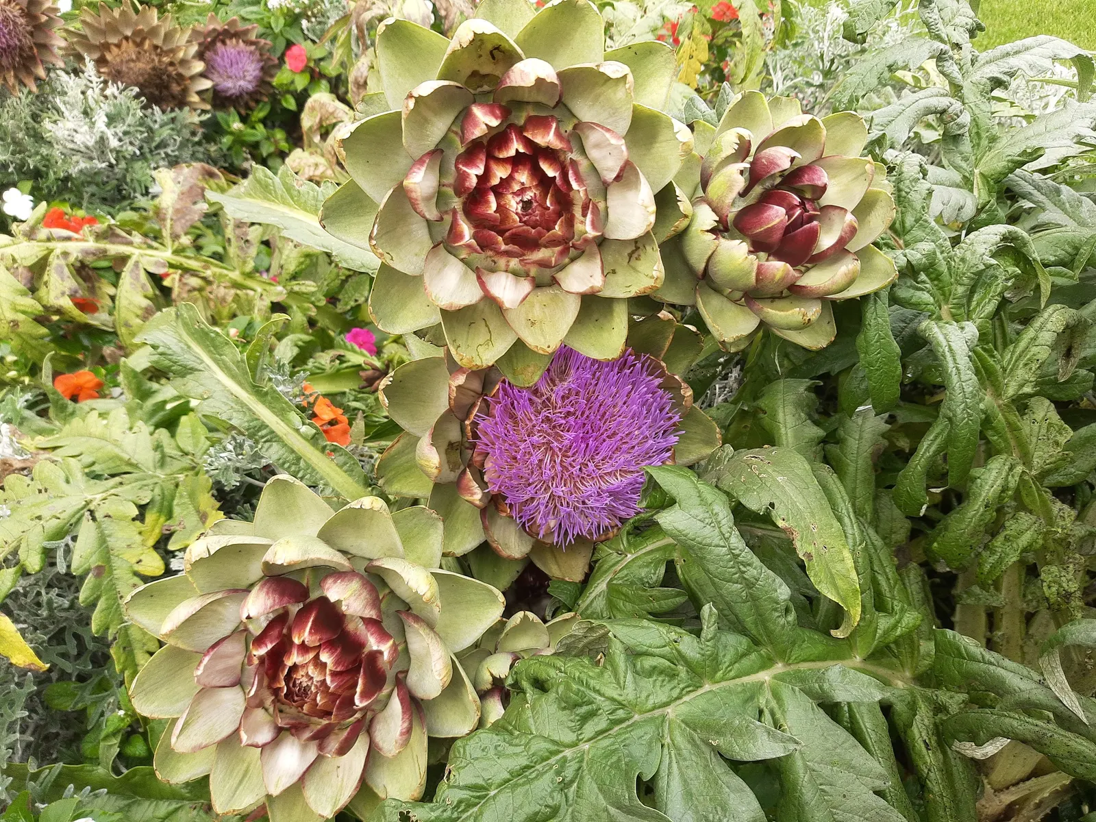 Artichoke (Cynara Scolymus) — they reveal a striking thistle-like flower