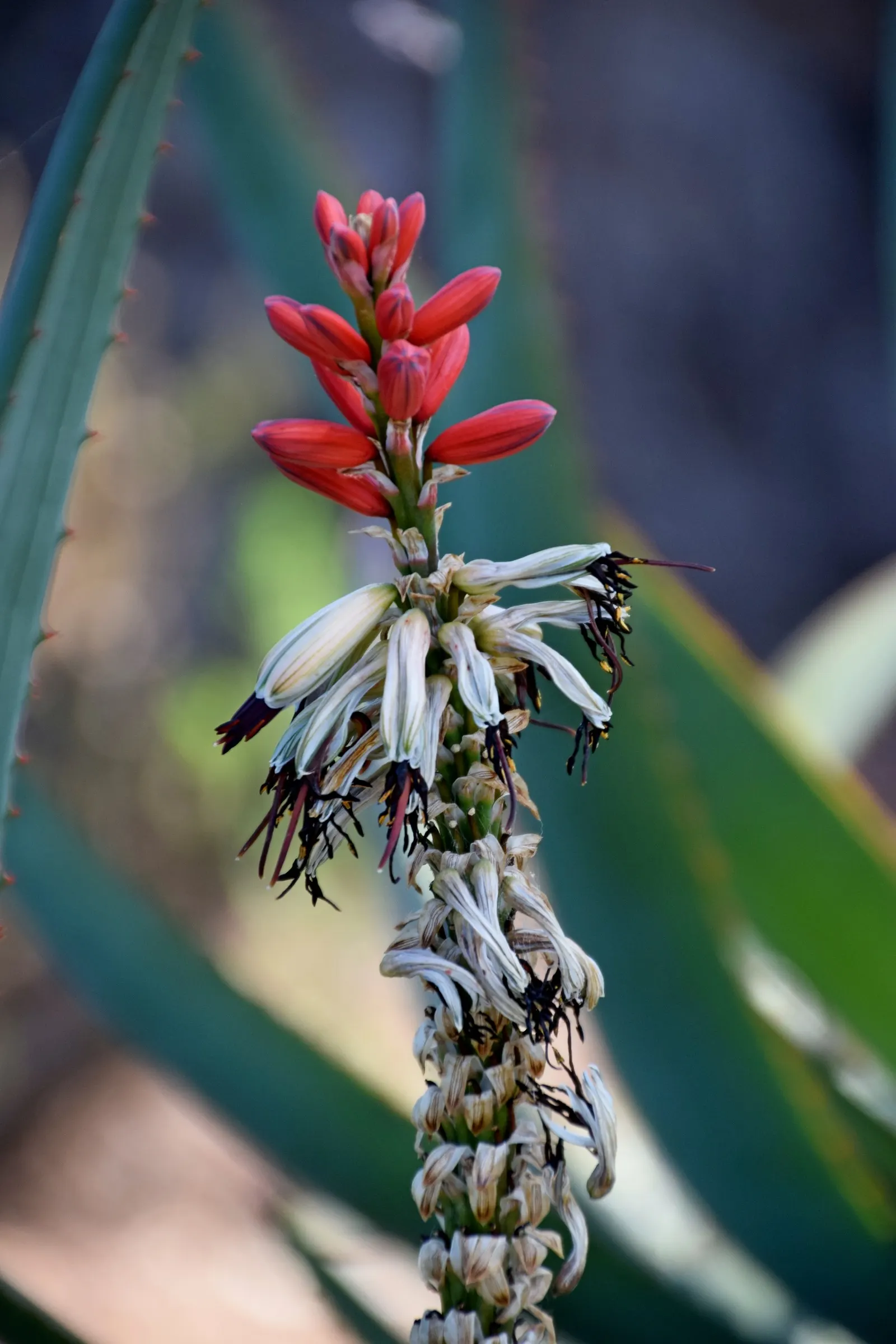 Tilt-Head Aloe (Aloe Speciosa) — adding both vertical interest and a sculptural quality to any garden design