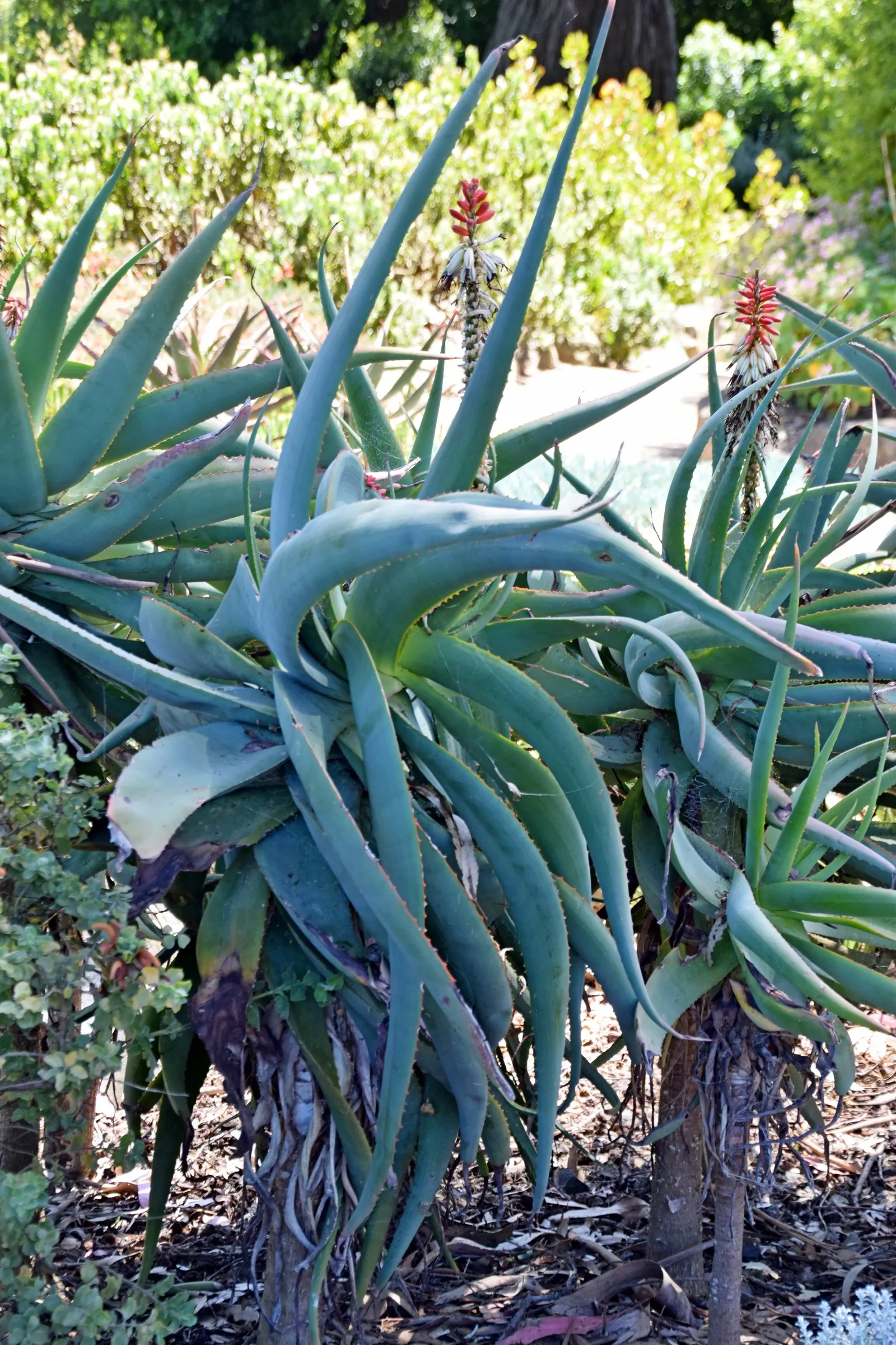 Tilt-Head Aloe (Aloe Speciosa) — The Tilt-head Aloe, Aloe speciosa, is an eye-catching succulent with a uniquely angled, solitary rosette