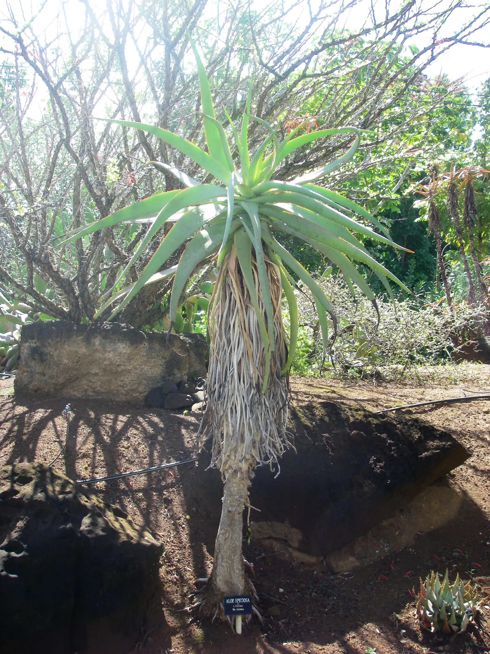 Tilt-Head Aloe (Aloe Speciosa) — It reaches up to 3 feet tall and wide, featuring blue-green leaves and distinctive red margins