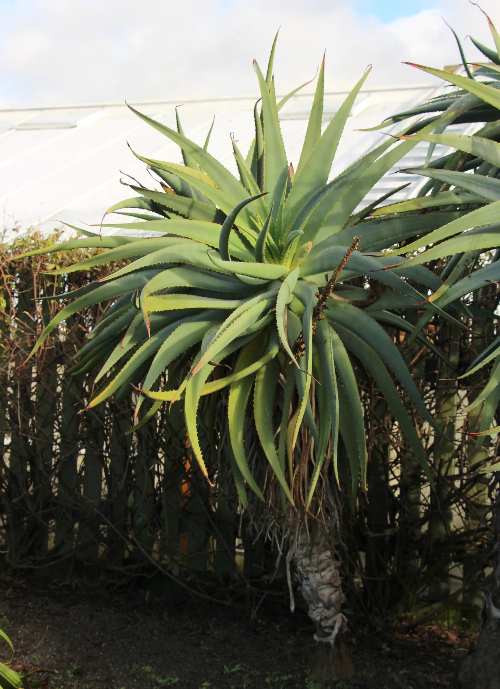 Tilt-Head Aloe (Aloe Speciosa) — or as part of a mixed succulent border
