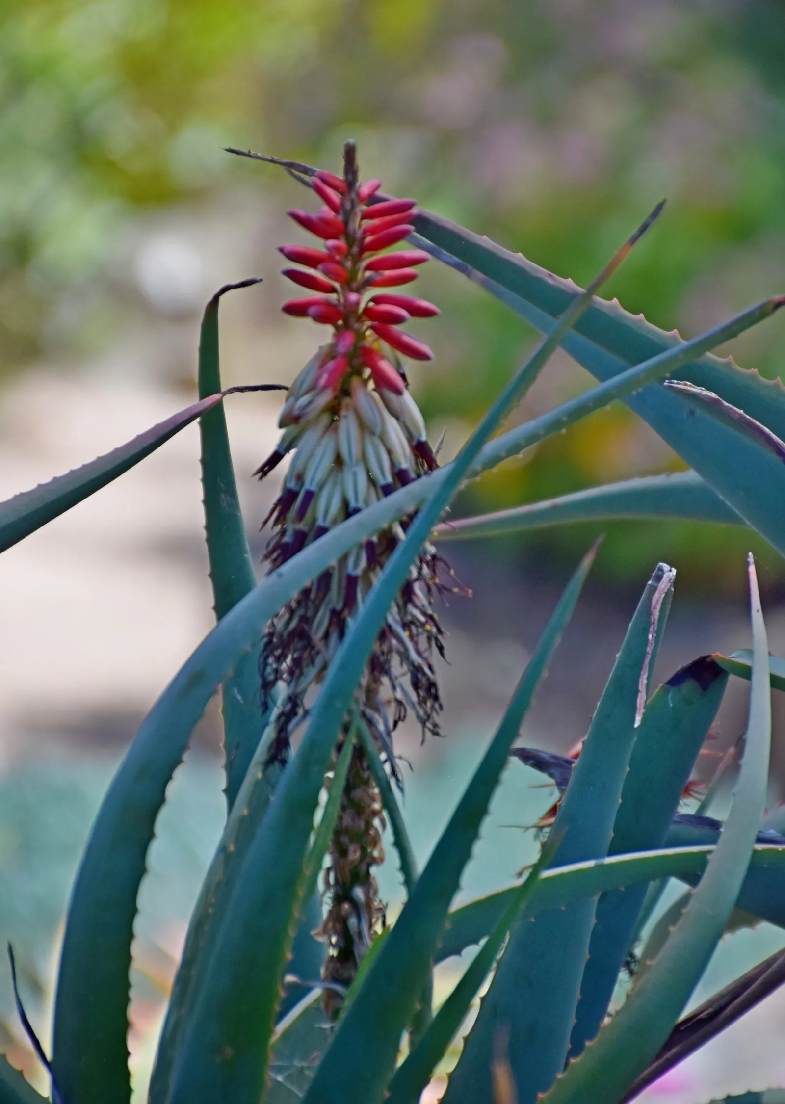 Tilt-Head Aloe (Aloe Speciosa) — These leaves gracefully curve upward