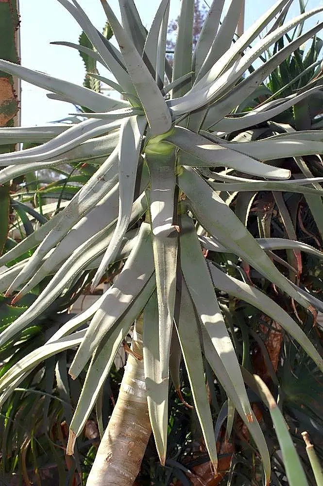Tilt-Head Aloe (Aloe Speciosa) — is a distinctive and elegant succulent native to South Africa