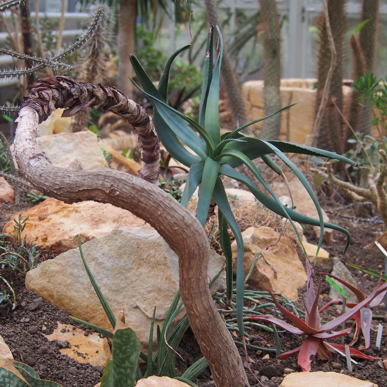 Tilt-Head Aloe (Aloe Speciosa) — which can grow up to 2 feet in length