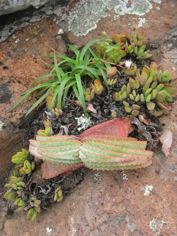Tilt-Head Aloe (Aloe Speciosa) — perfect for low-maintenance