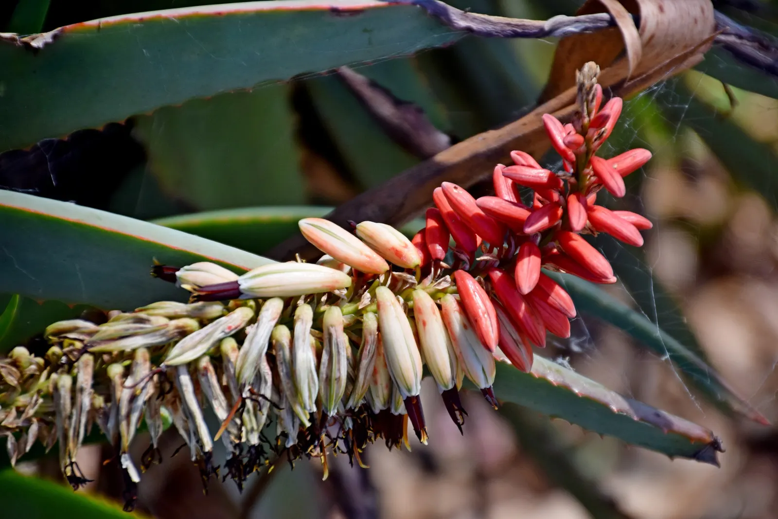 Tilt-Head Aloe (Aloe Speciosa) — culminating in a slightly tilted head