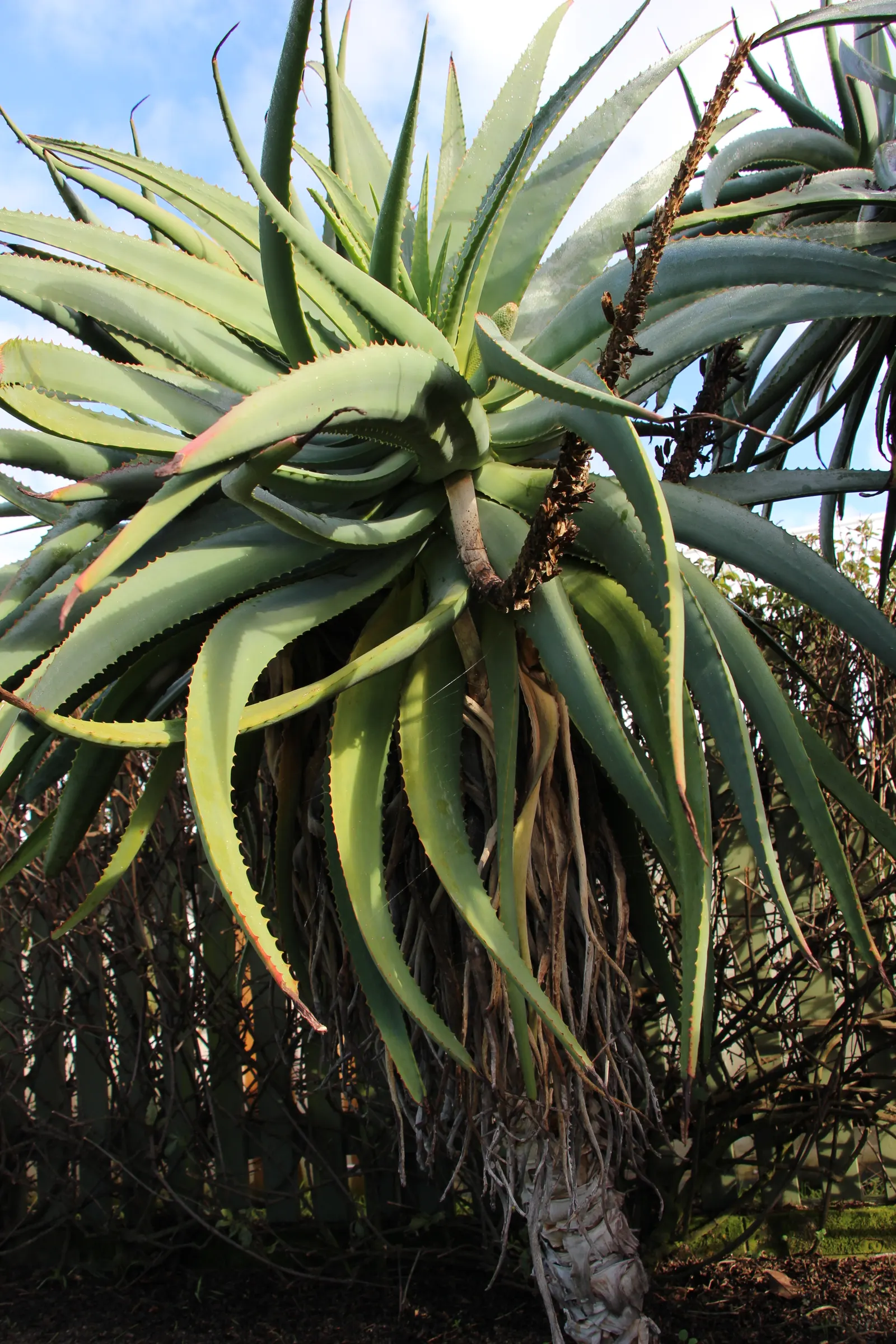 Tilt-Head Aloe (Aloe Speciosa) — green and multi-colored and red and white flowers in the garden