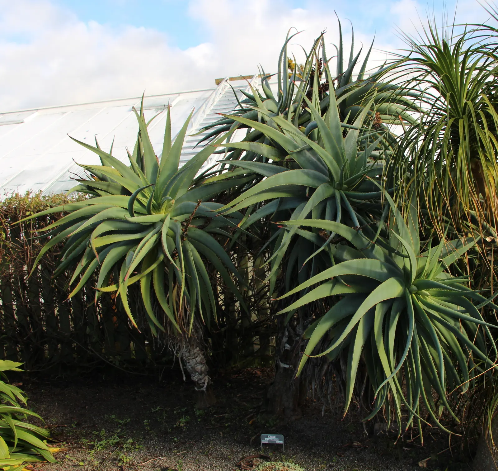 Tilt-Head Aloe (Aloe Speciosa) — Soaring up to 3 feet above the foliage