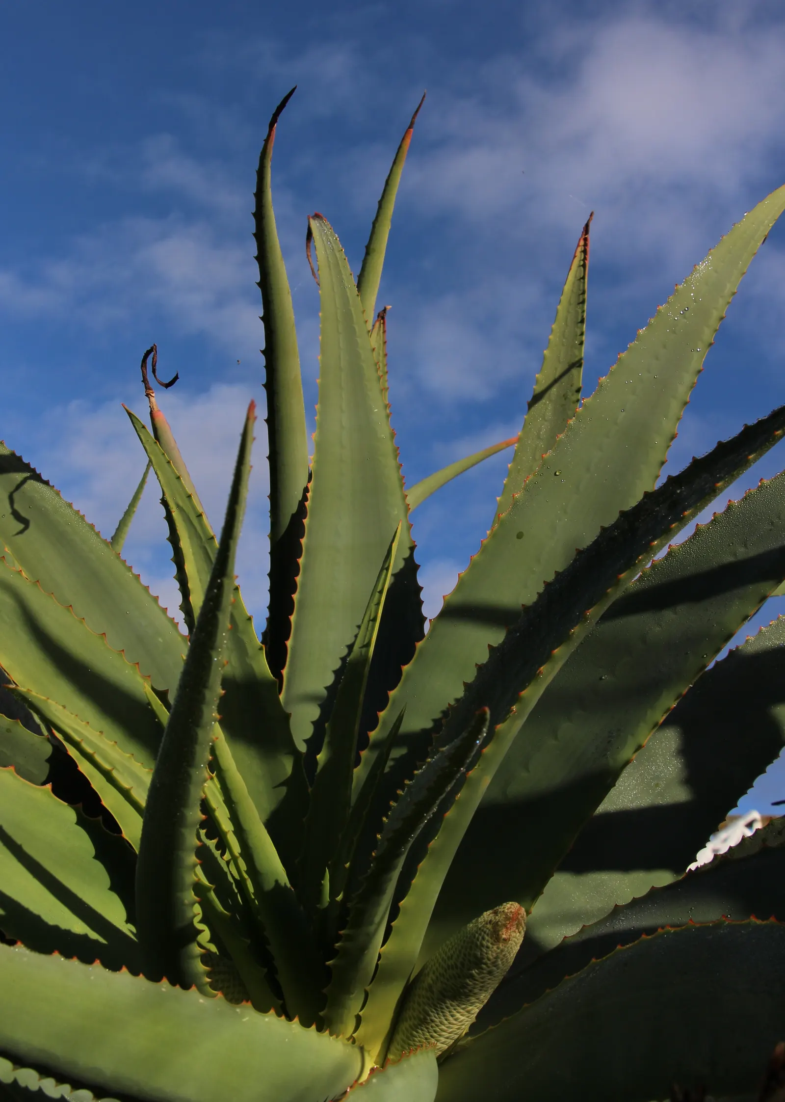 Tilt-Head Aloe (Aloe Speciosa) — It is drought-resistant once established, making it an ideal choice for water-wise gardens
