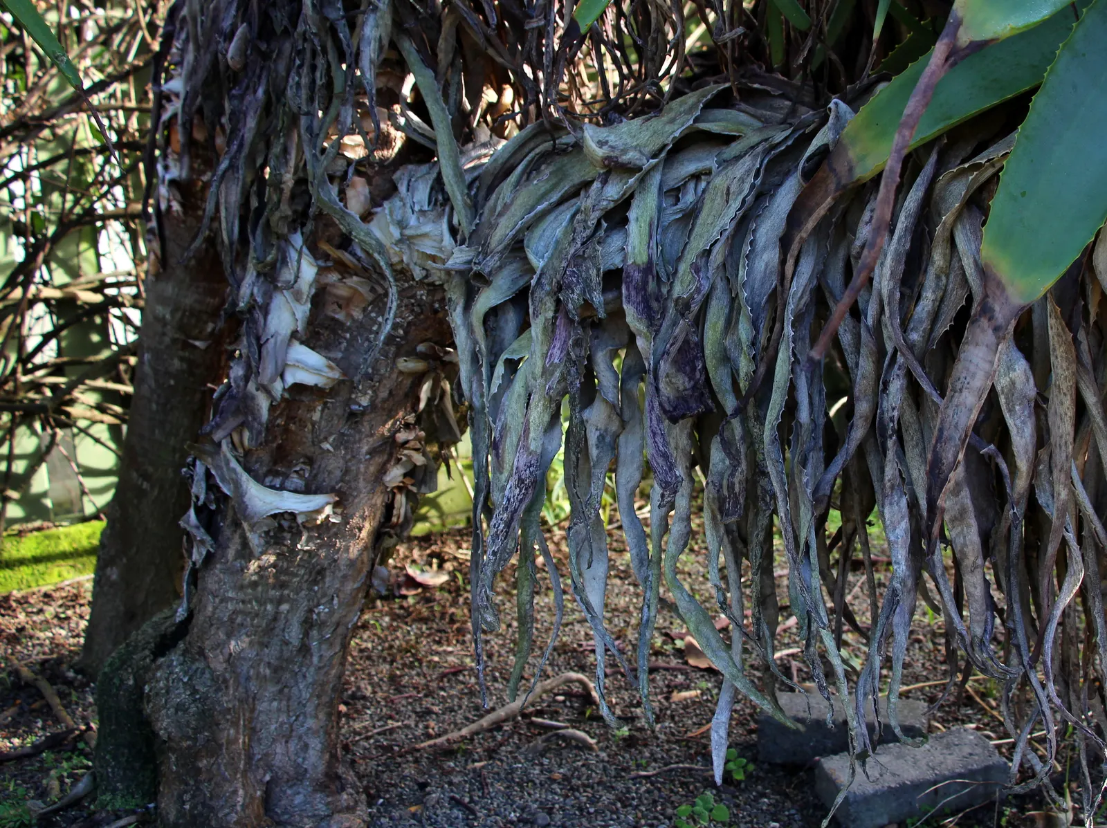 Tilt-Head Aloe (Aloe Speciosa) — For optimal growth and flowering