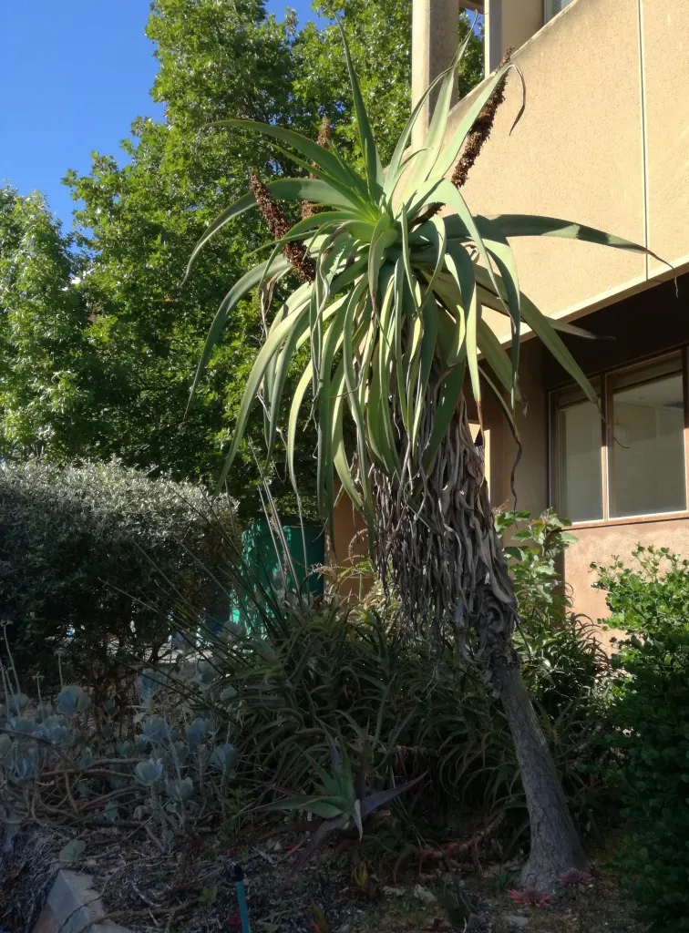 Tilt-Head Aloe (Aloe Speciosa) — This drought-tolerant plant thrives in full sun and well-draining soil
