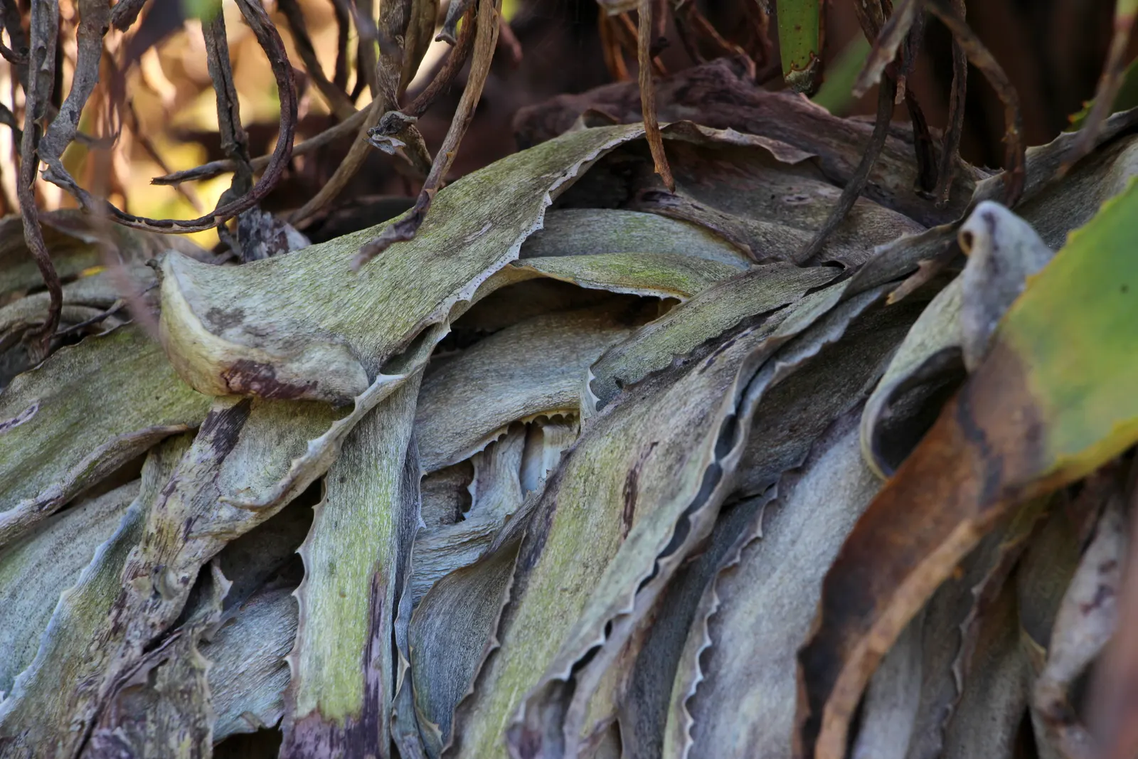 Tilt-Head Aloe (Aloe Speciosa) — This architectural plant works exceptionally well as a focal point