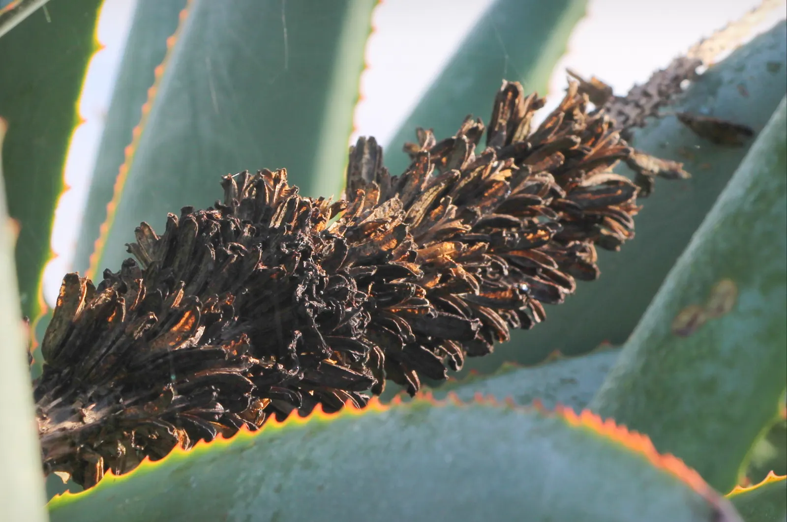 Tilt-Head Aloe (Aloe Speciosa) — showcasing a beautiful gradation from creamy white at the base to a vibrant pink or red at the tips