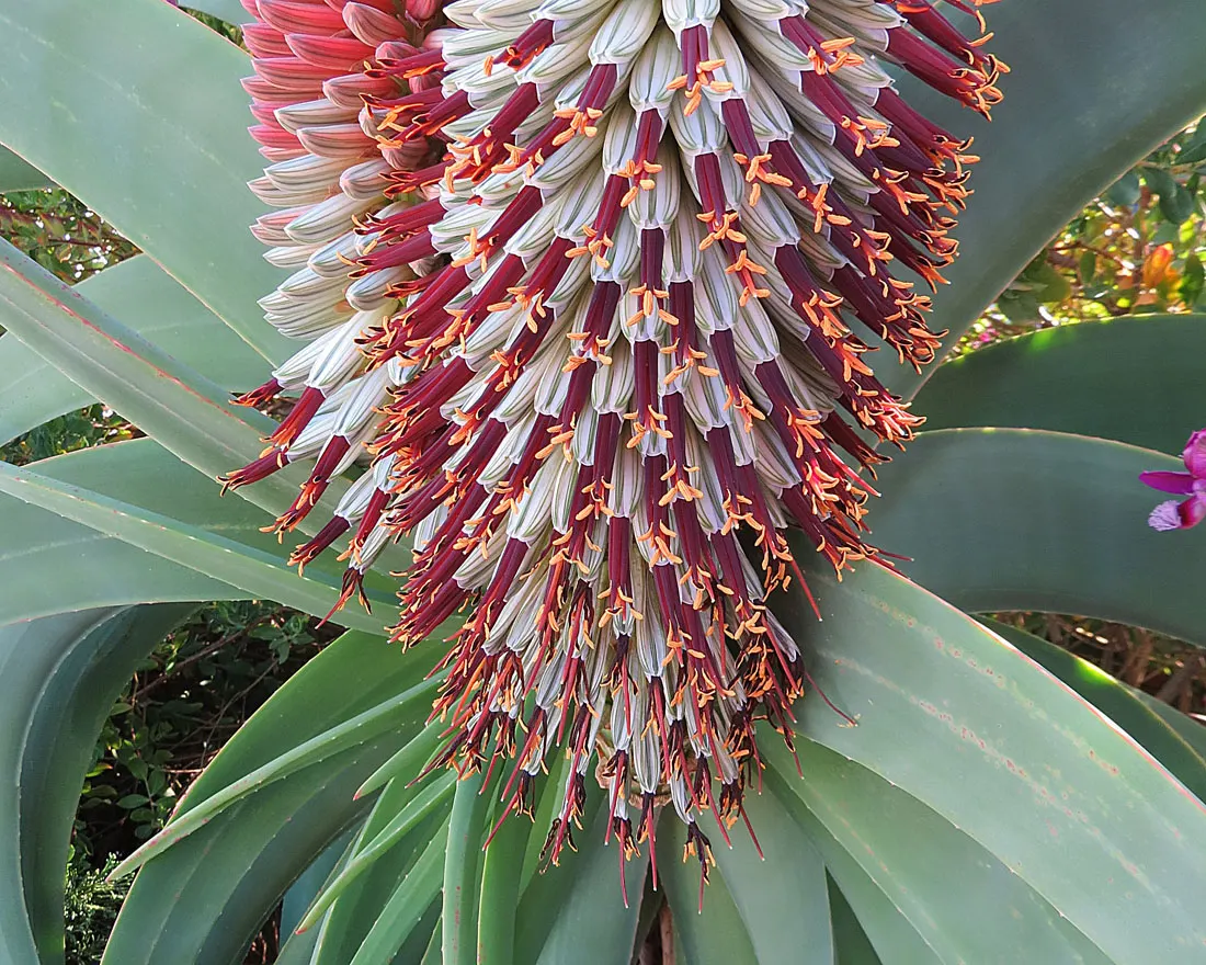 Tilt-Head Aloe (Aloe Speciosa) — Regular maintenance is minimal
