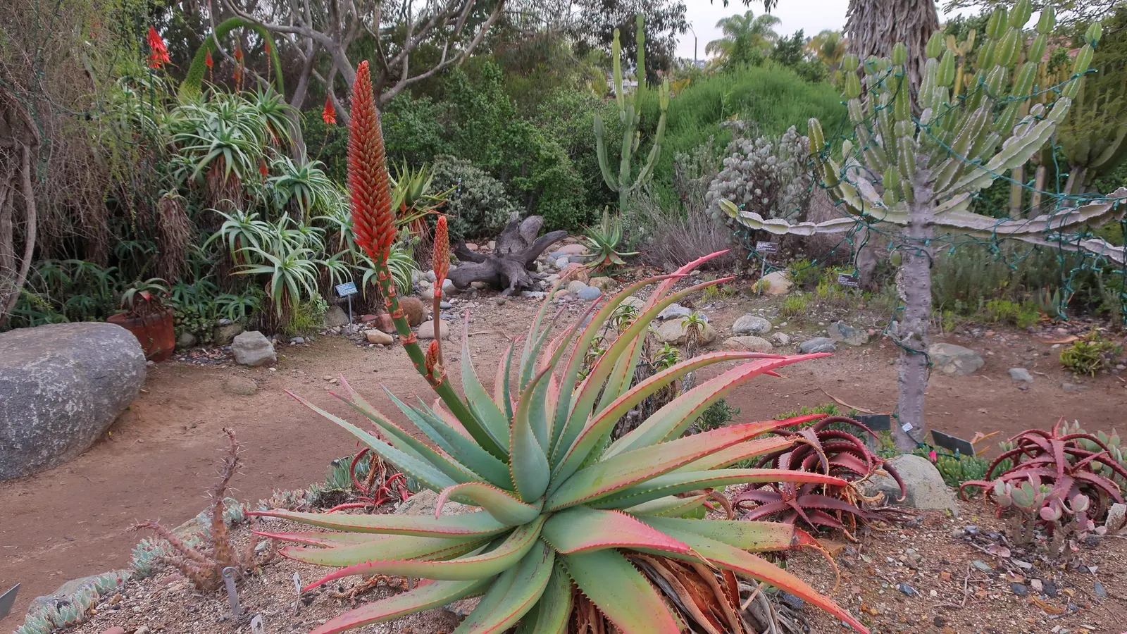 Tilt-Head Aloe (Aloe Speciosa) — it boasts a stunning 5-foot tall flowering spike adorned with bi-colored flowers