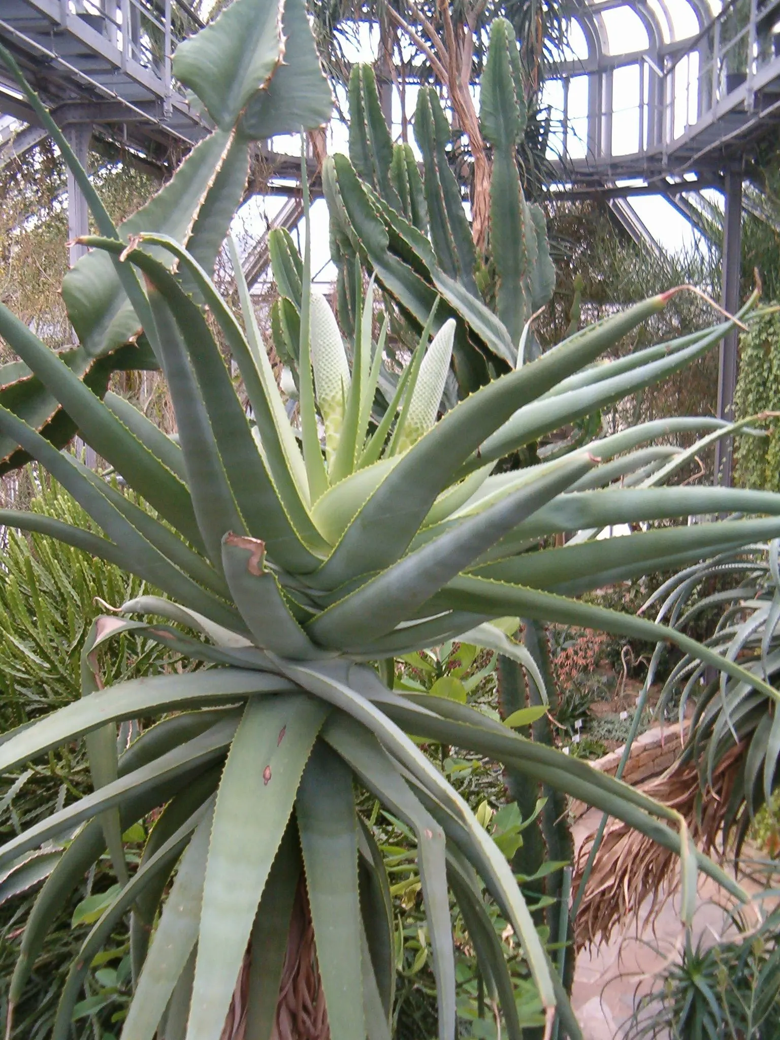 Tilt-Head Aloe (Aloe Speciosa) — consider its mature size and striking presence