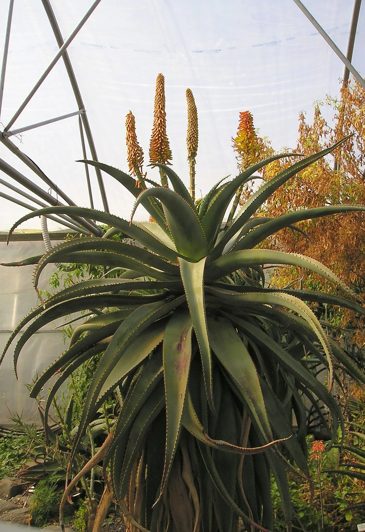 Tilt-Head Aloe (Aloe Speciosa) — typically only requiring dead leaf removal and occasional watering during prolonged dry periods