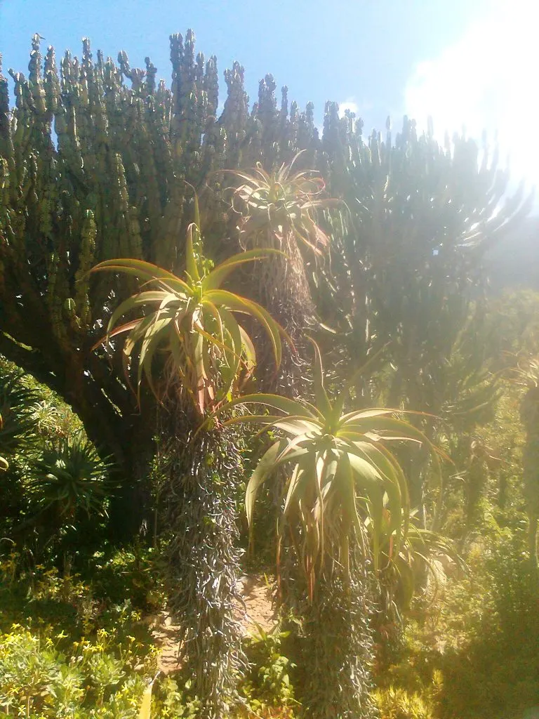 Tilt-Head Aloe (Aloe Speciosa) — it should be planted in full sun to light shade.<br><br>When integrating Aloe speciosa into a landscape design