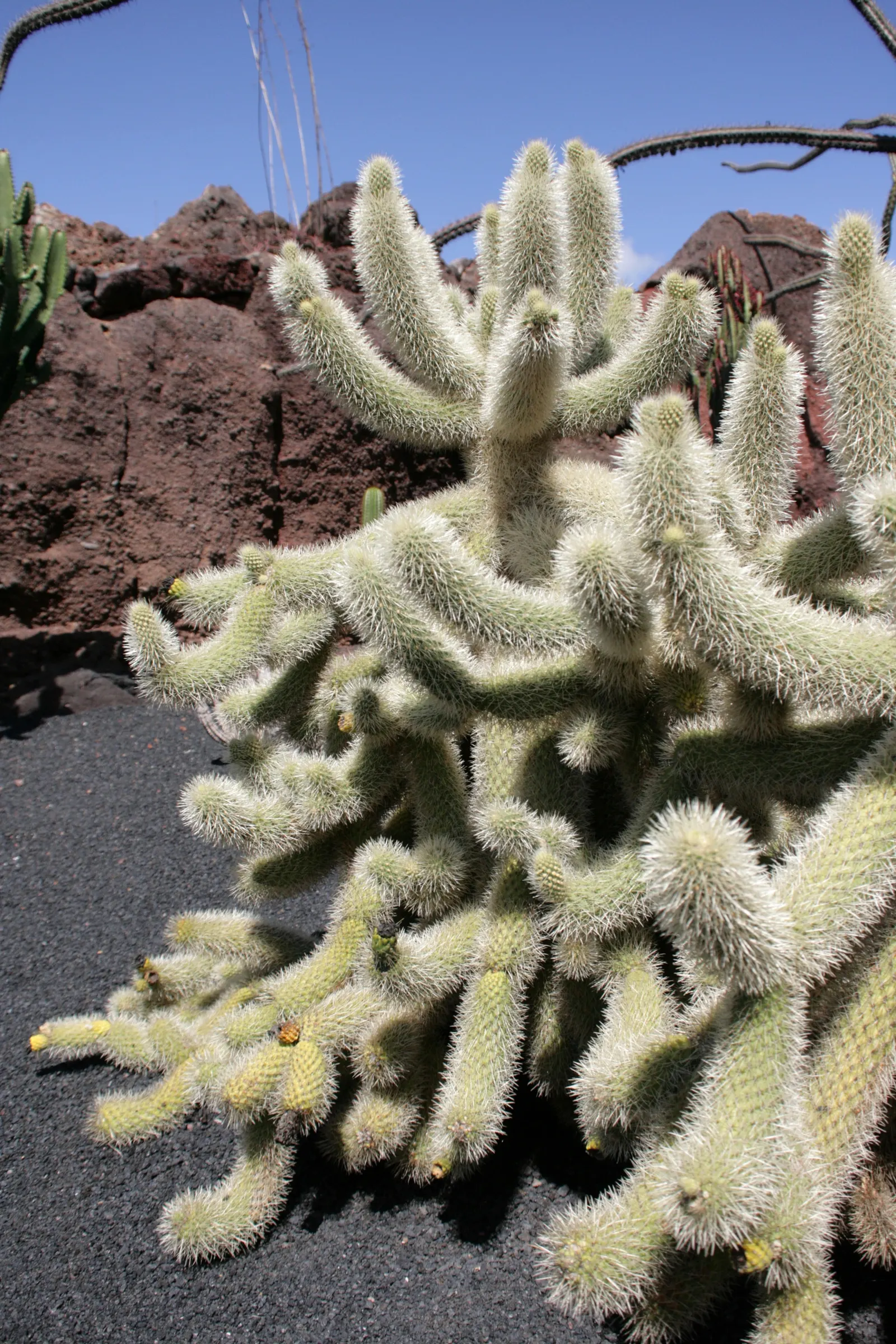Teddy Bear Cholla (Cylindropuntia Bigelovii) — but during prolonged dry spells; it requires minimal maintenance and thrives in USDA hardiness zones 9 through 11