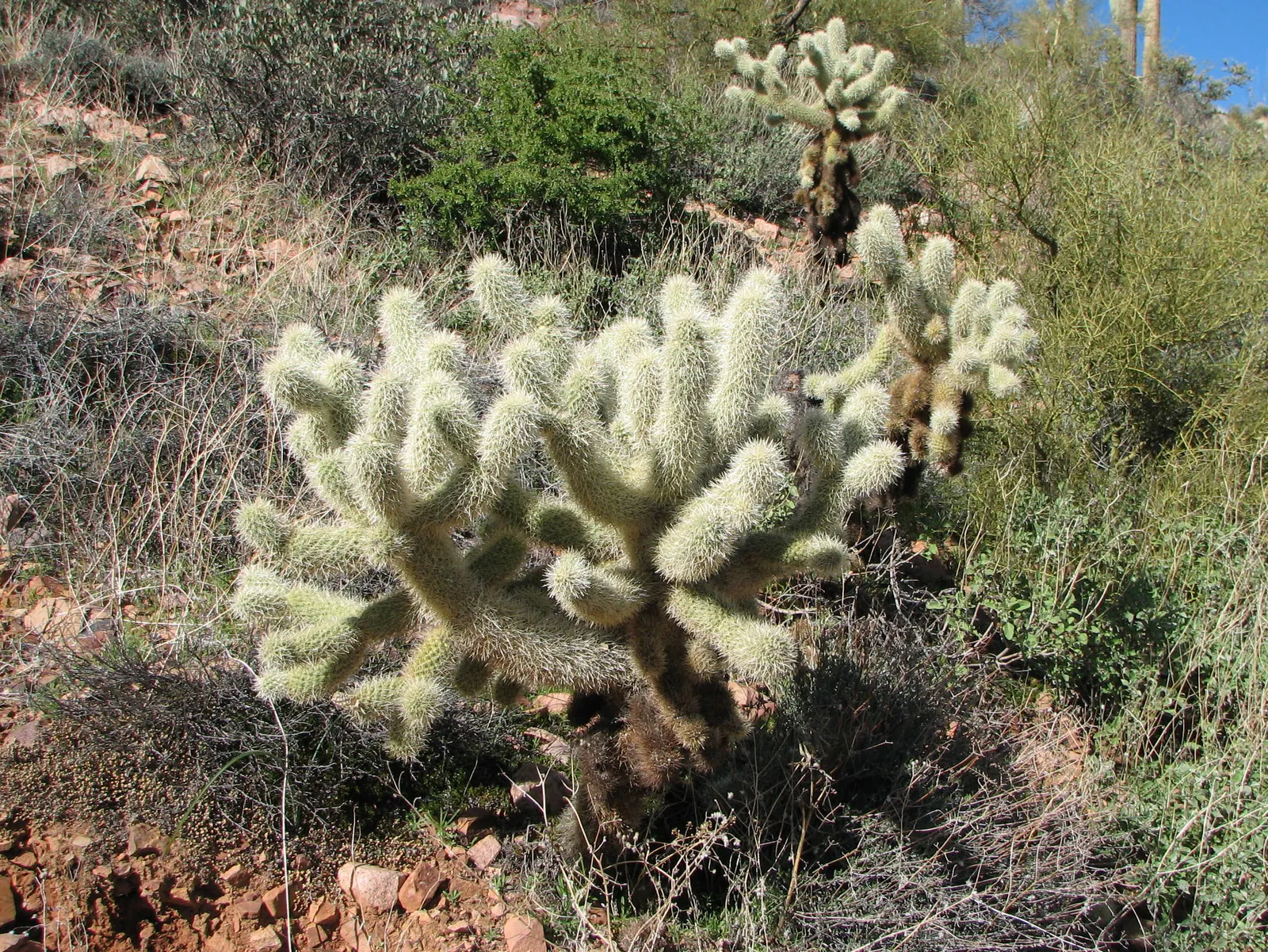 Teddy Bear Cholla (Cylindropuntia Bigelovii) — it is important to note that the stems are fragile and detach easily