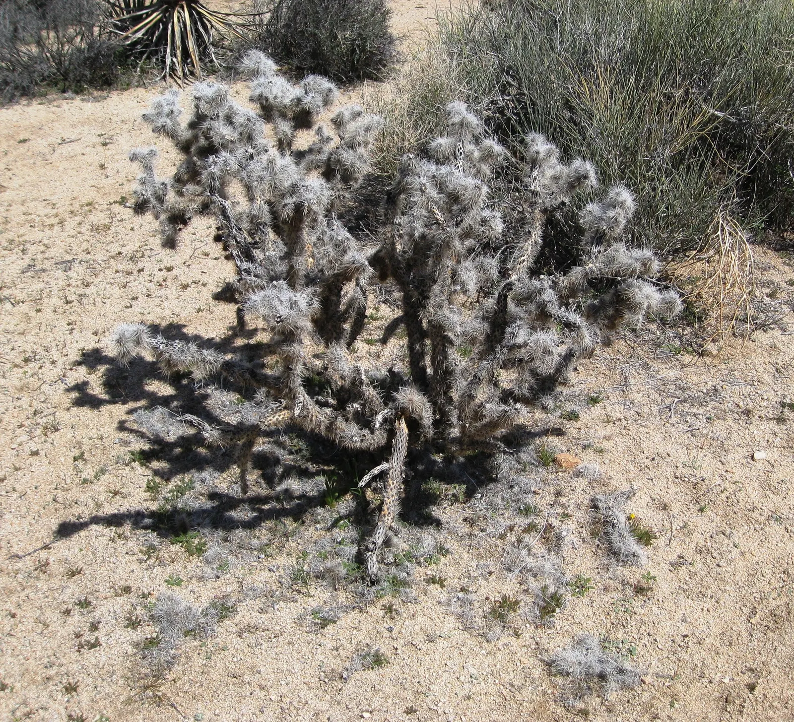 Teddy Bear Cholla (Cylindropuntia Bigelovii) — followed by knobby fruits that persist on the plant; is a captivating specimen renowned for its distinctive