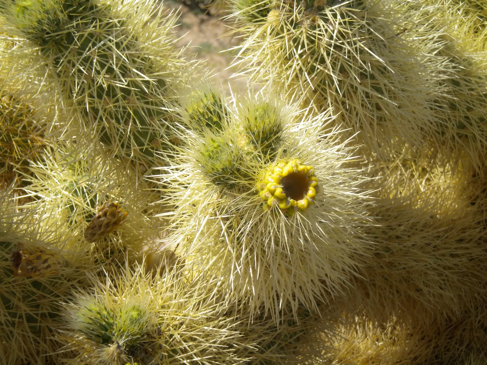 Teddy Bear Cholla (Cylindropuntia Bigelovii) — densely spined appearance; the Teddy Bear Cholla (Cylindropuntia bigelovii) is a distinctive cactus, image 60