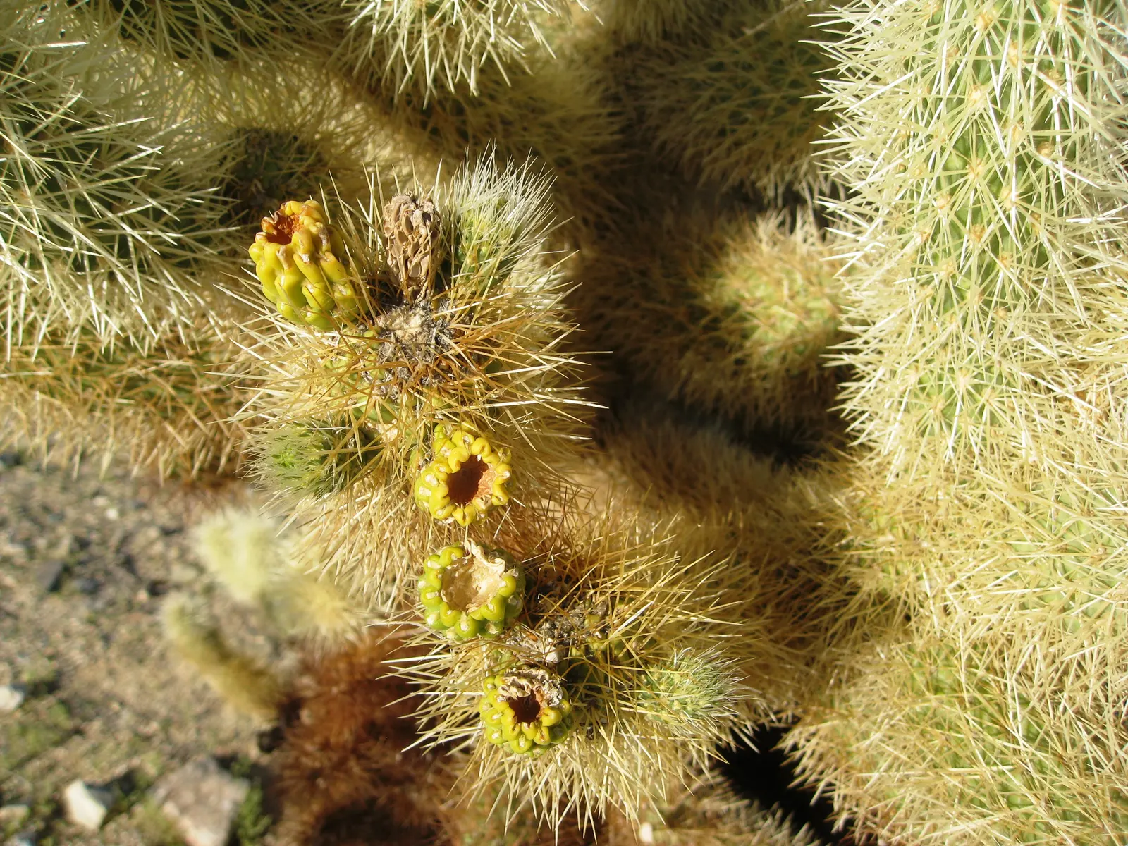 Teddy Bear Cholla (Cylindropuntia Bigelovii) — The Teddy Bear Cholla is best suited for xeriscapes or low-water-use gardens; native to the arid regions of the