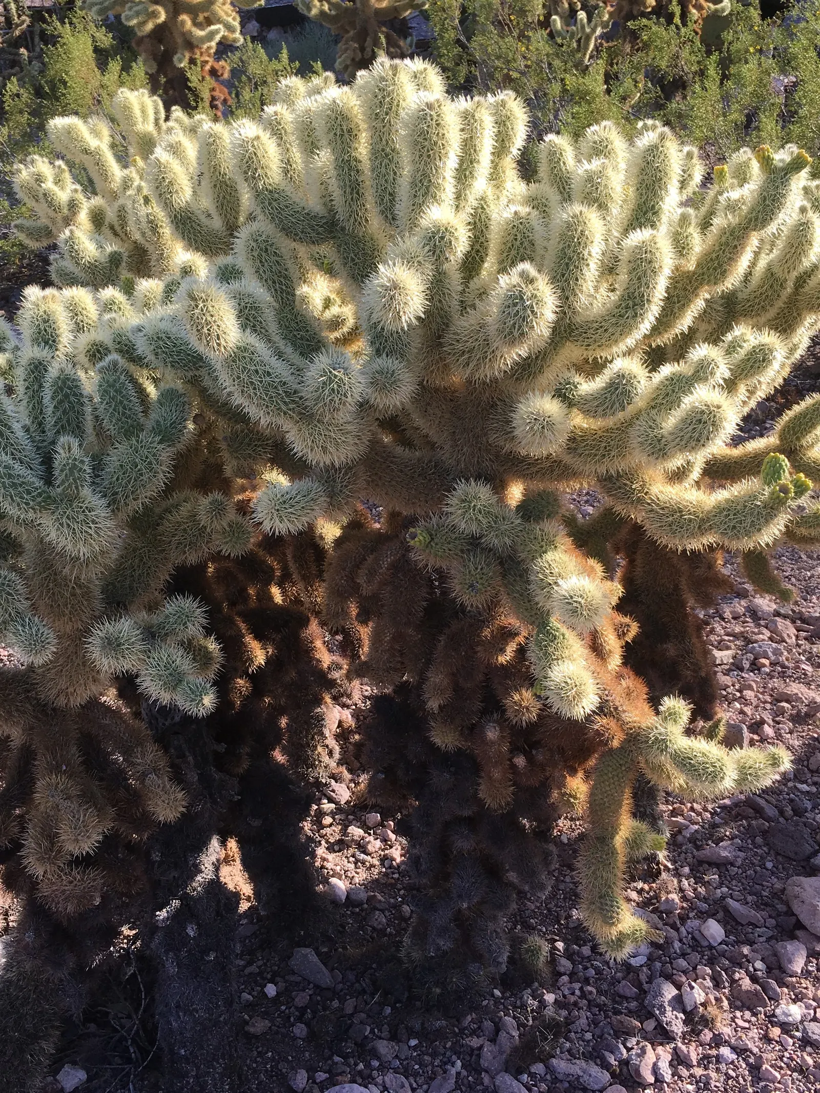 Teddy Bear Cholla (Cylindropuntia Bigelovii) — it can sustain on rainfall alone after established