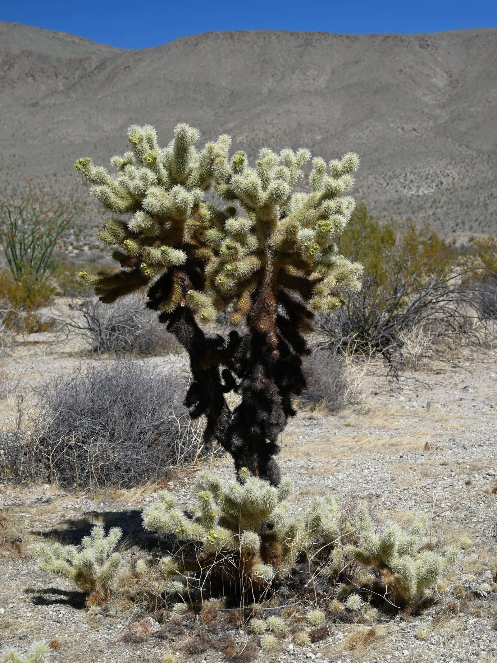 Teddy Bear Cholla (Cylindropuntia Bigelovii) — which resembles the soft fur of a teddy bear from a distance; densely spined appearance