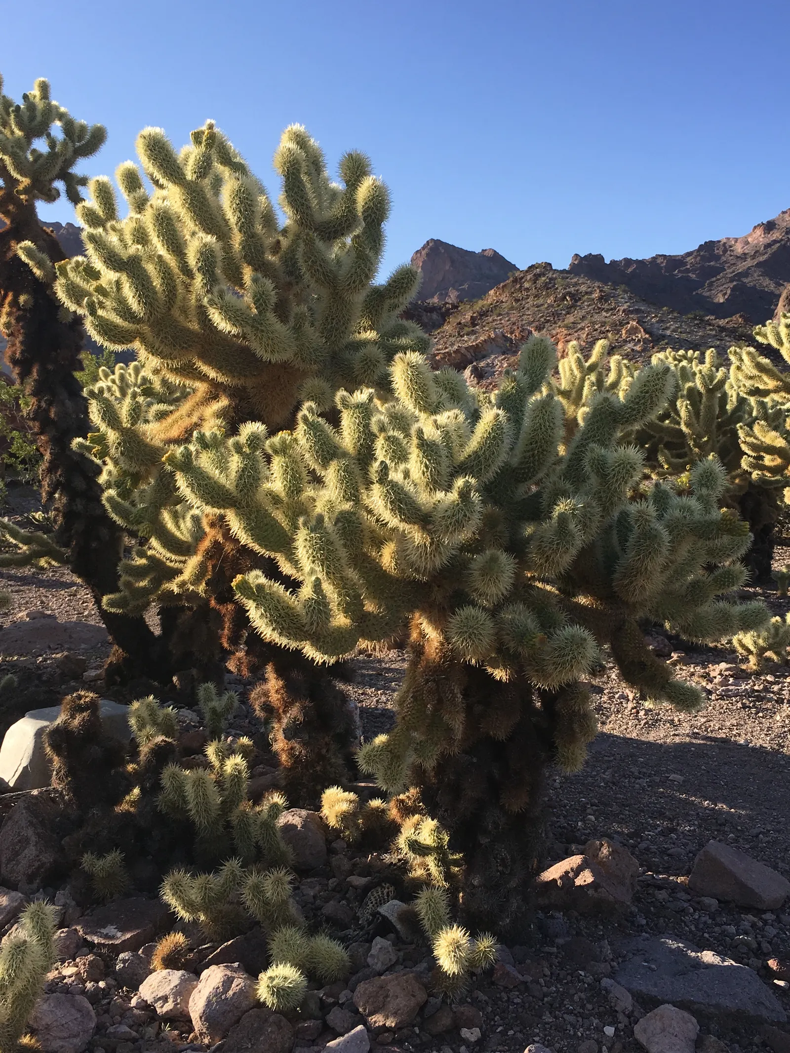 Teddy Bear Cholla (Cylindropuntia Bigelovii) — The Teddy Bear Cholla (Cylindropuntia bigelovii) is a distinctive cactus native to the Southwest, image 79