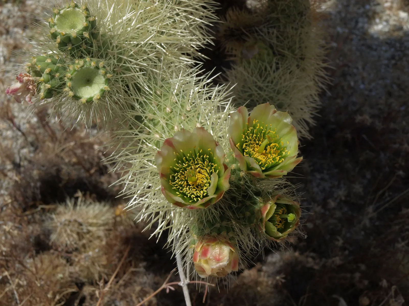 Teddy Bear Cholla (Cylindropuntia Bigelovii) — earning it the nickname "jumping cholla." Careful placement in the landscape is essential; which, image 76