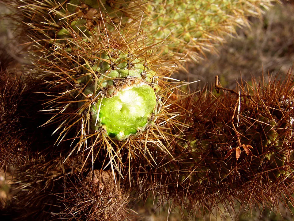 Teddy Bear Cholla (Cylindropuntia Bigelovii) — the plant sprouts greenish-yellow flowers; cactus for full, image 71
