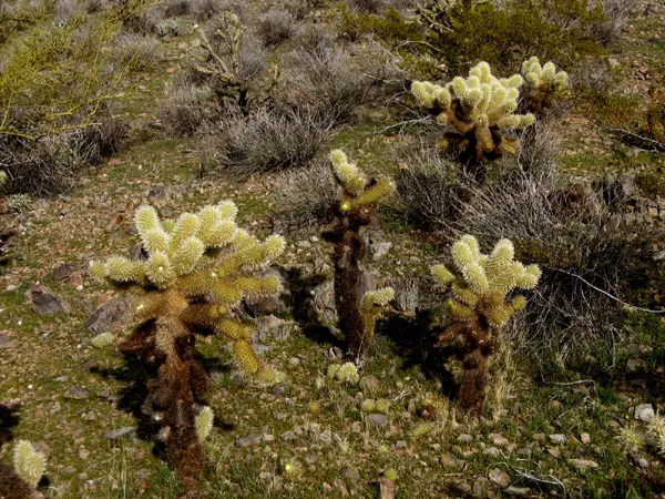 Teddy Bear Cholla (Cylindropuntia Bigelovii) — The Teddy Bear Cholla is best suited for xeriscapes or low-water-use gardens; native to the arid, image 65
